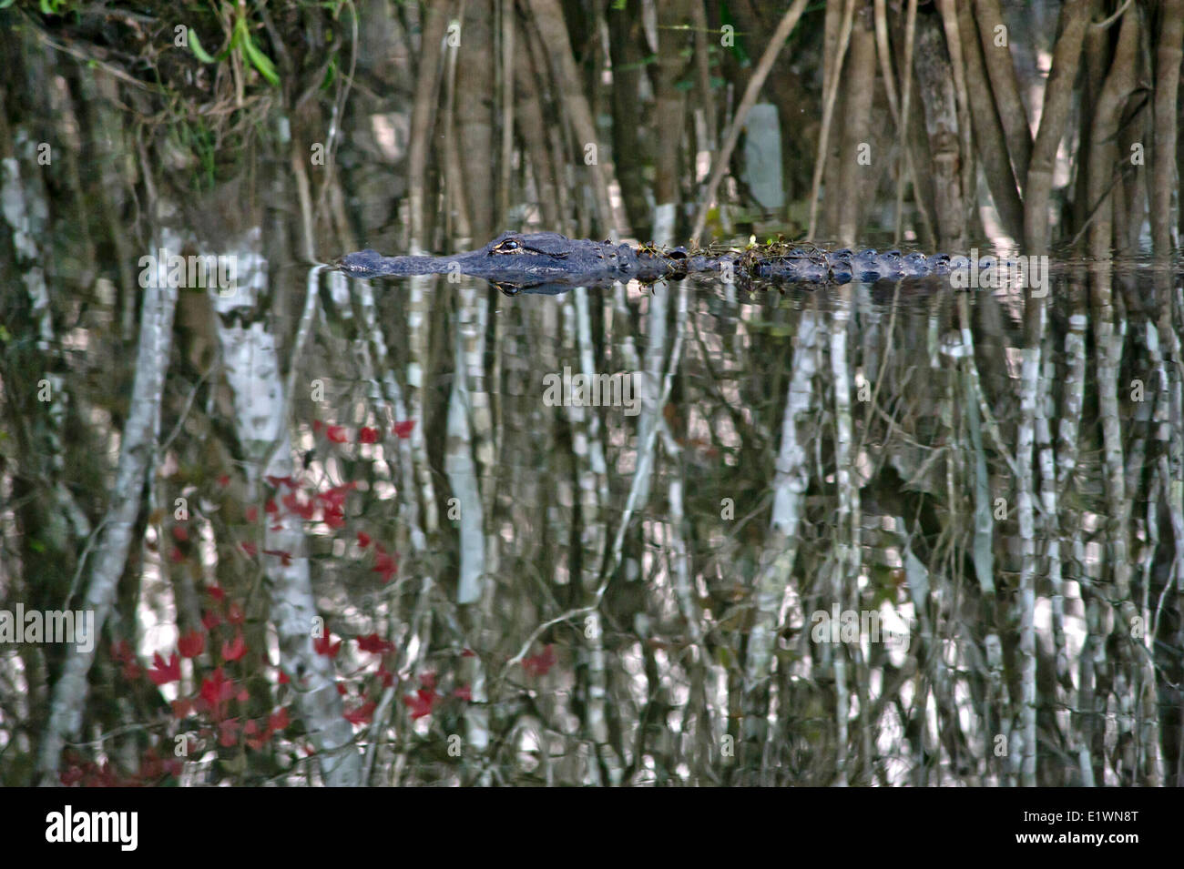 Piscine Alligator dans une rivière à la bordure des arbres dans la région de Big Cypress Swamp United States réserve nationale. Banque D'Images Piscine Alligator dans une rivière à la bordure des arbres dans la région de Big Cypress Swamp United States réserve nationale. Banque D'Images
