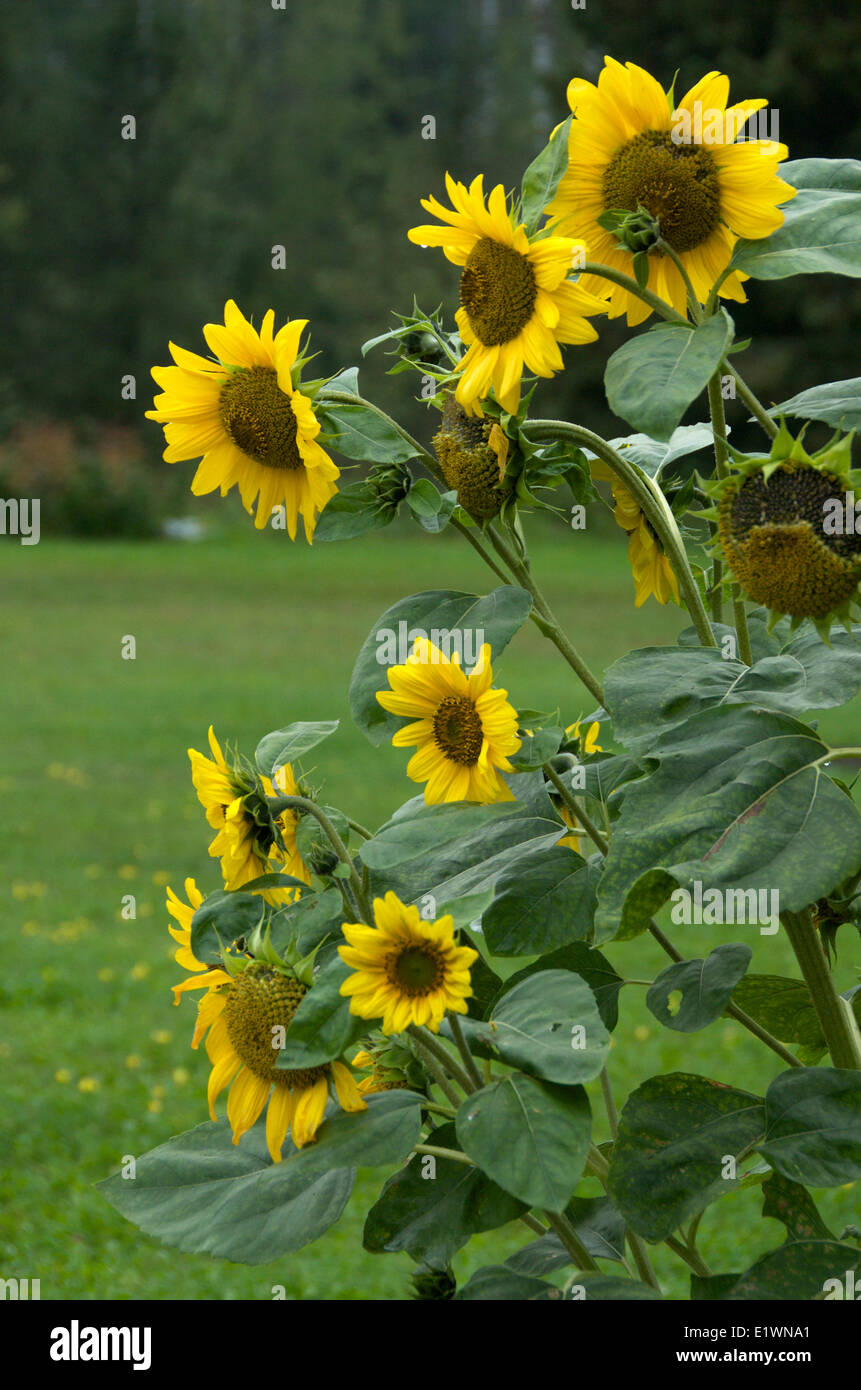 Tournesol noir plante avec de nombreuses fleurs jaunes (Helianthus annuus), près de Thunder Bay, Ontario, Canada Banque D'Images