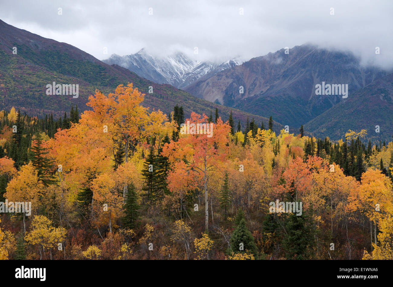 Le tremble (Populus tremuloides) dans la couleur en automne à l'extérieur le long de l'Alaska Tok Route de l'Alaska Alaska Alaska Mountain Range Banque D'Images