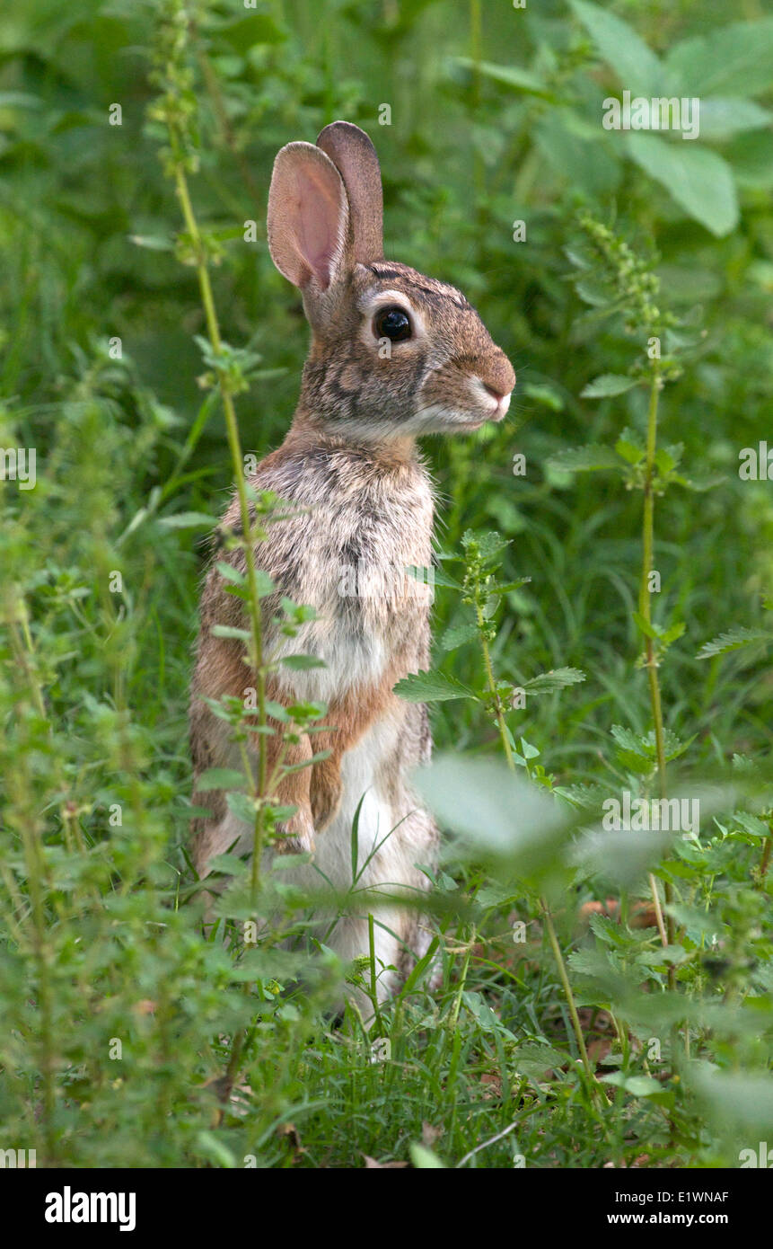 Lapin lapin debout dans la végétation verte, (Sylvilagus floridanus), près de Rockport, Maine, USA Banque D'Images