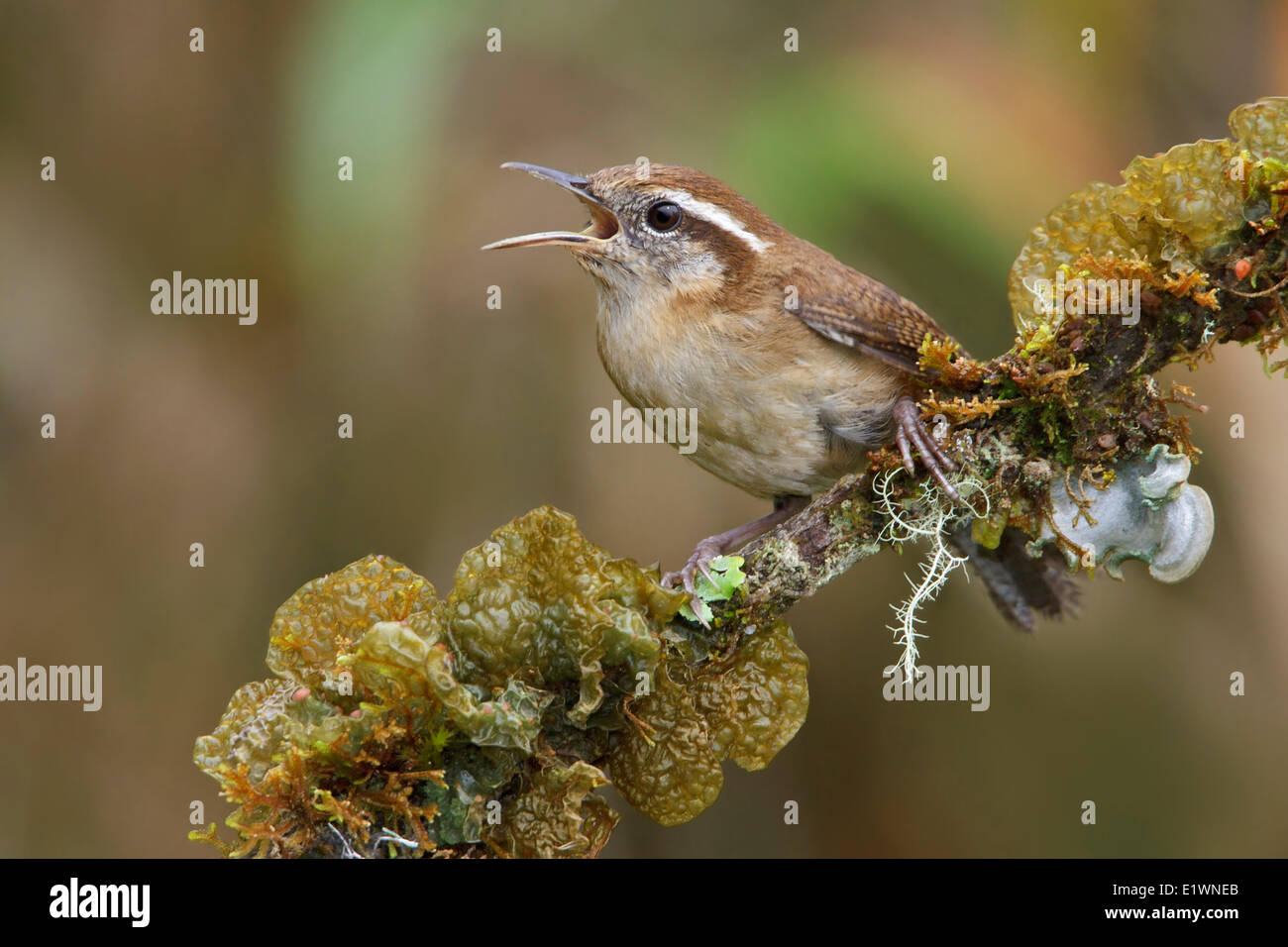 Mountain Wren (Troglodytes solstitialis) perché sur une branche en Bolivie, l'Amérique du Sud. Banque D'Images