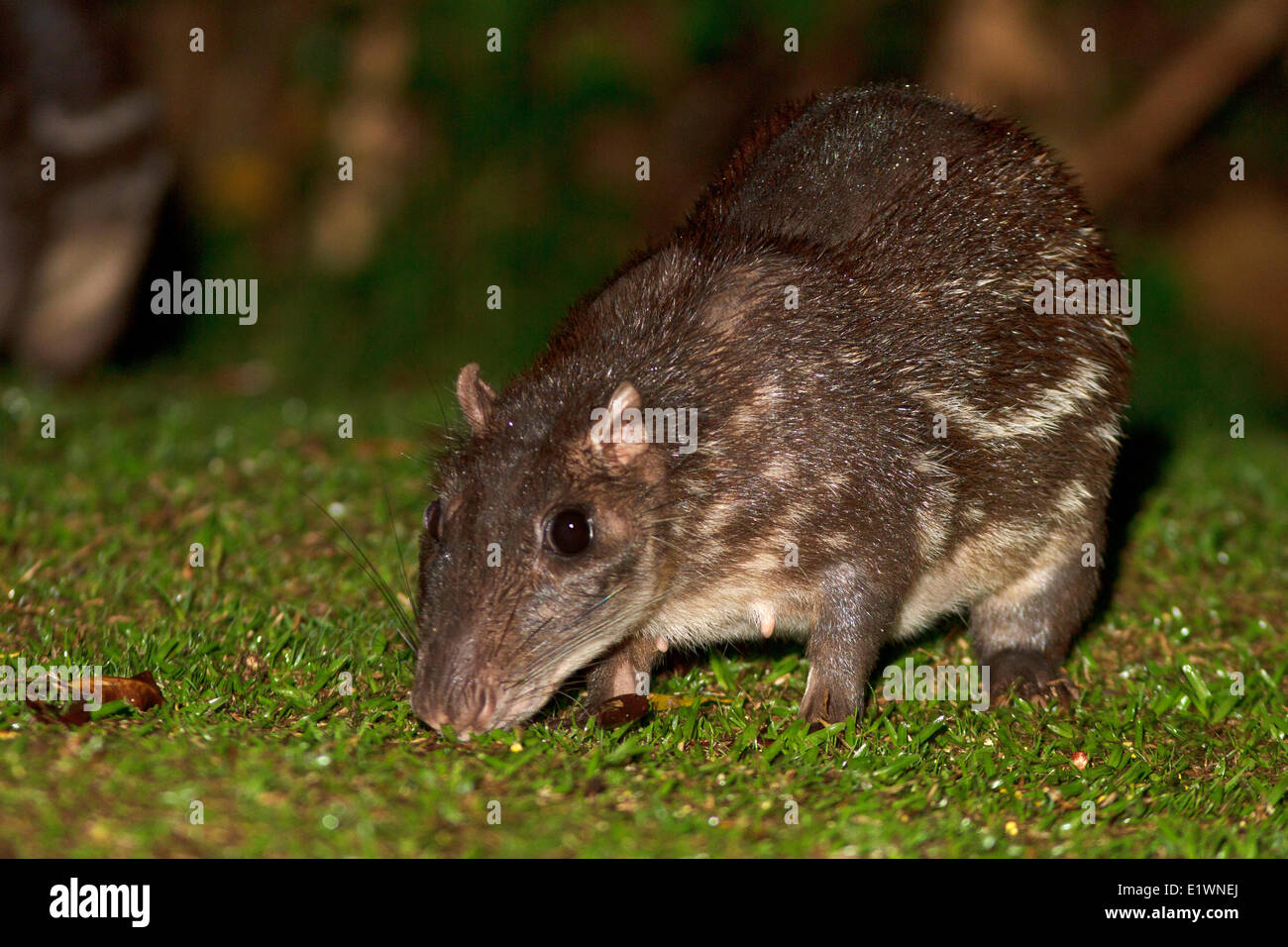 Une alimentation Paca dans la forêt la nuit au Costa Rica. Banque D'Images