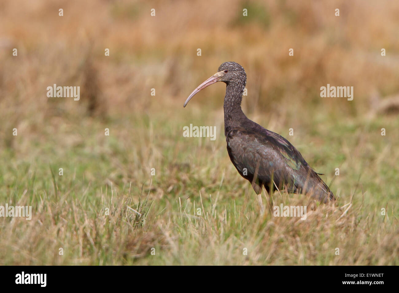 Puna Ibis (Plegadis ridgwayi) dans une zone humide en Bolivie, l'Amérique du Sud. Banque D'Images