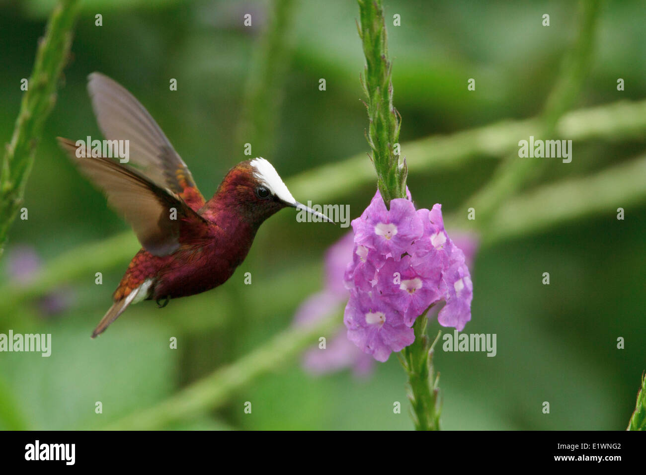Snowcap (Microchrea albocoronata) voler et se nourrir dans une fleur au Costa Rica. Banque D'Images