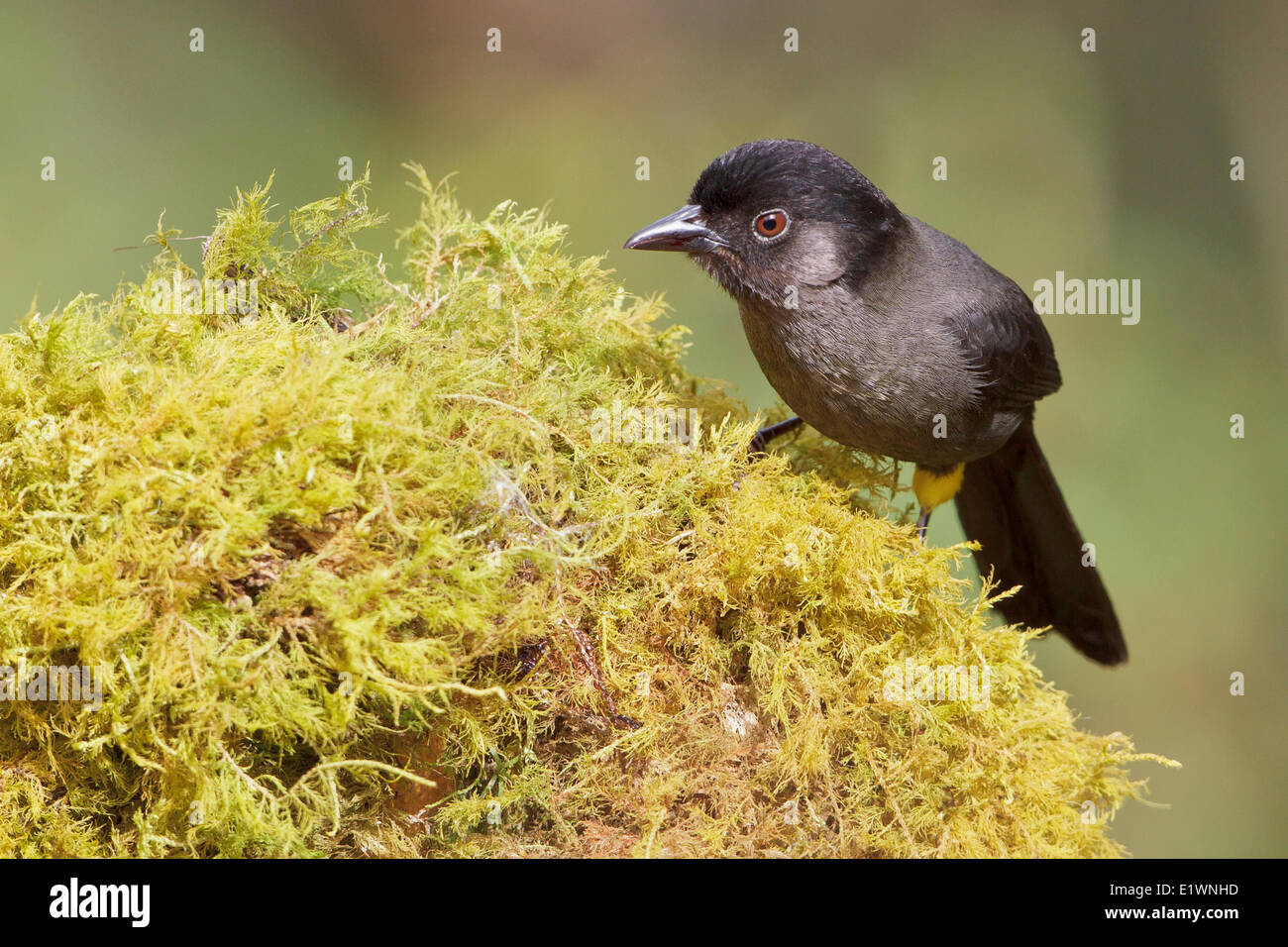 Yellow-thighed Finch (Pselliophorus tibialis) perché sur une souche moussue au Costa Rica, Amérique centrale. Banque D'Images