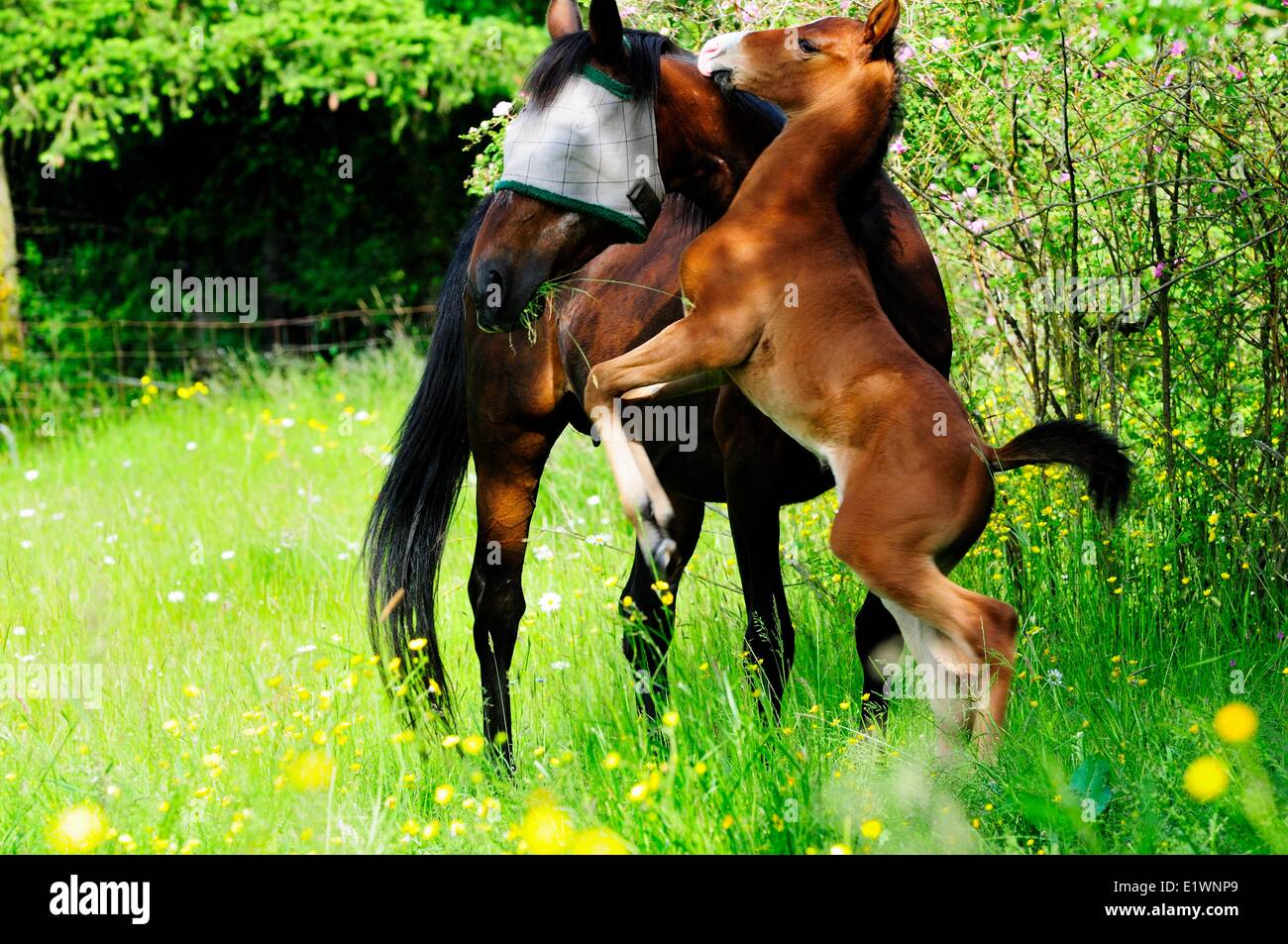 Une semaine deux vieux poulain se lève sur ses pattes arrière à côté de sa mère. Le poulain est Standard 1/2 et 1/2 quarter horse. Banque D'Images