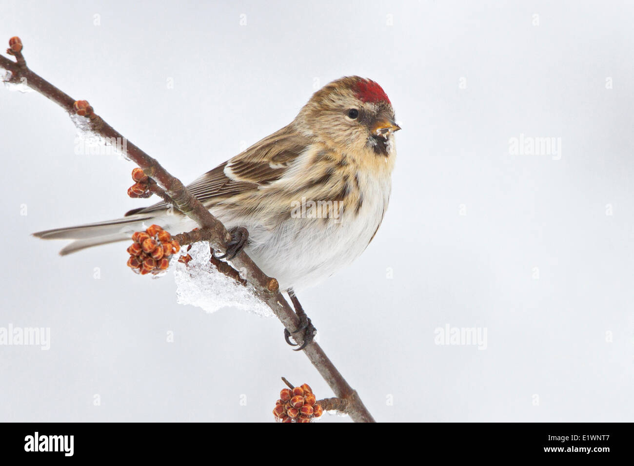 Sizerin flammé (Carduelis flammea) perché sur une branche dans l'Est de l'Ontario, Canada. Banque D'Images