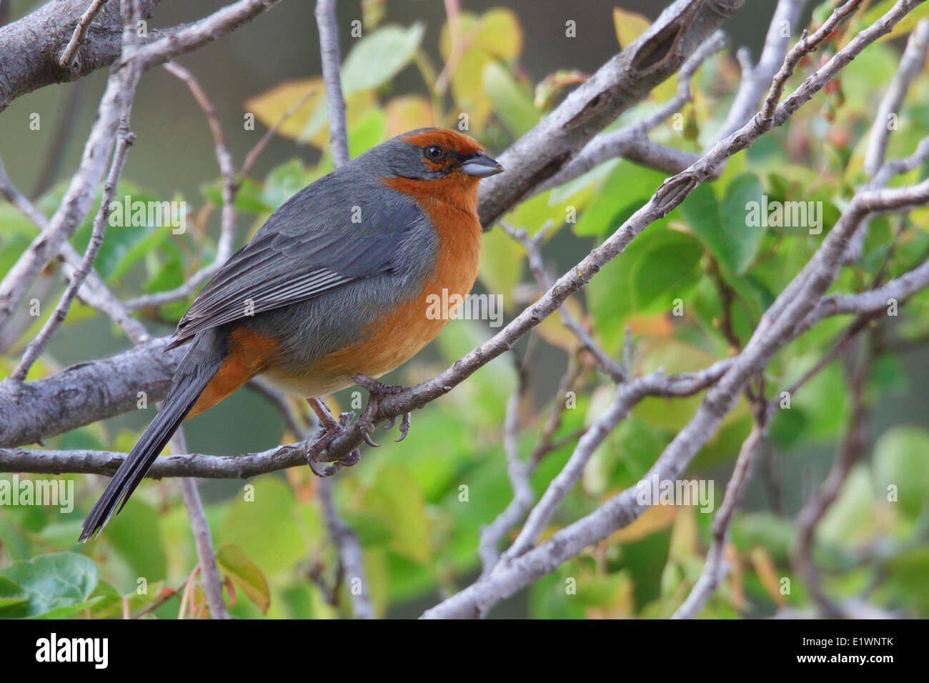 Côte d Mountain-Finch (Poospiza garleppi) perché sur une branche en Bolivie, l'Amérique du Sud. Banque D'Images