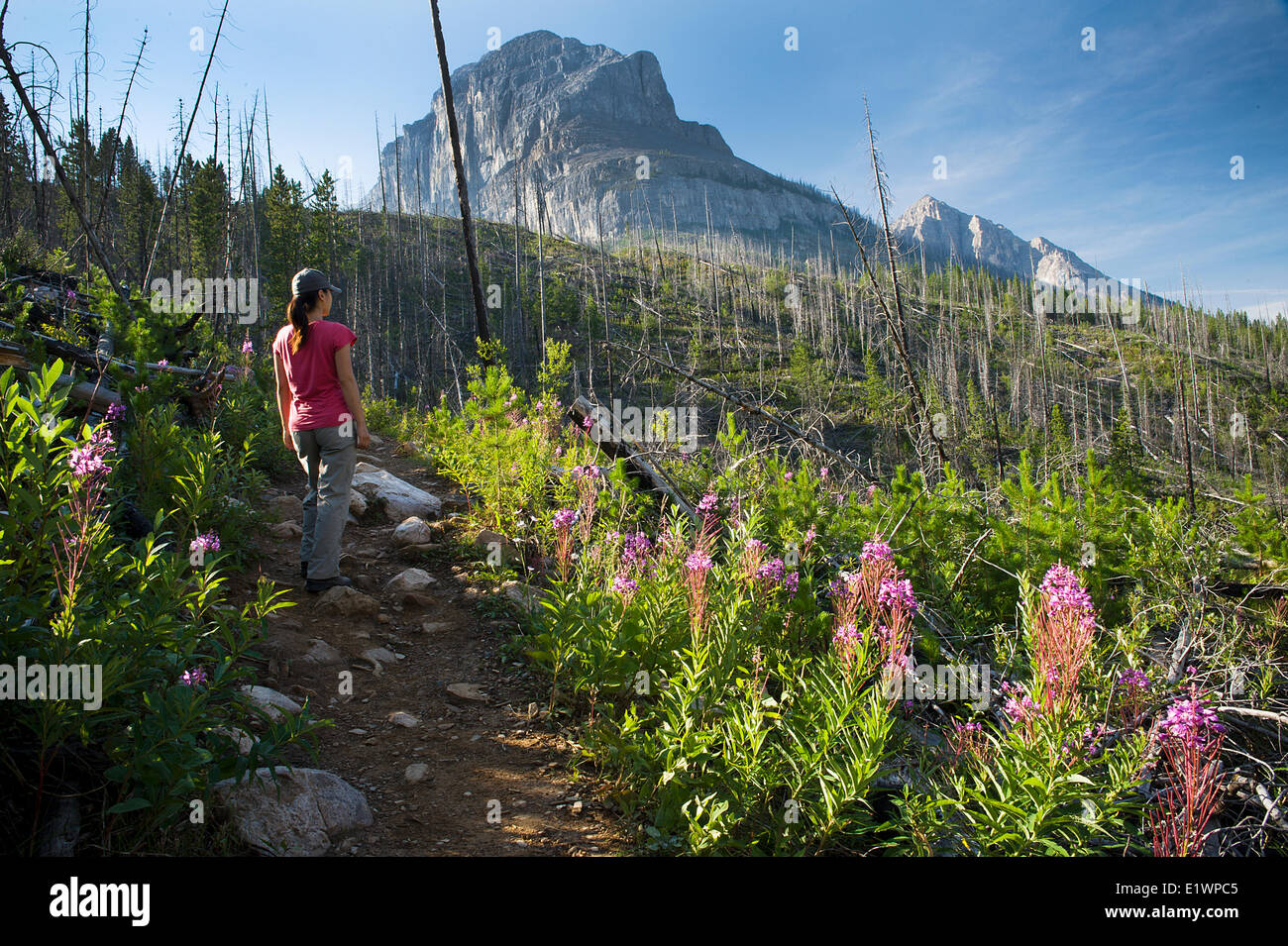 Un randonneur fait une pause pour observer l'incendie qui s'est produite dans la région il y a de nombreuses années le long du sentier du glacier Stanley. Communiqué de modèle Banque D'Images