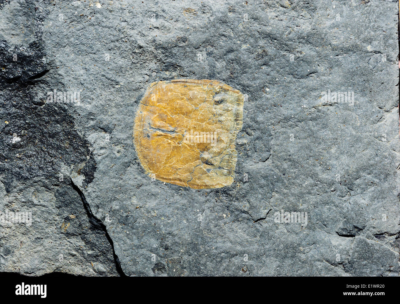 Les dents fossiles un la première des dipneustes (Sagenodus plicatus) recueillis par B.L.Hebert sur l'affichage à Joggins Fossil Centre. Fundy Bay Banque D'Images