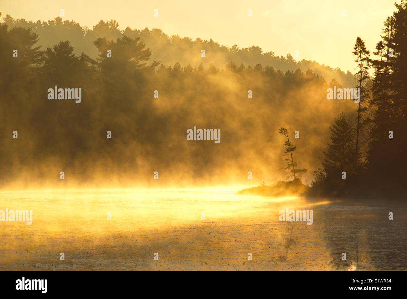 Brume matinale sur Mew Lake dans le parc Algonquin, en Ontario Banque D'Images