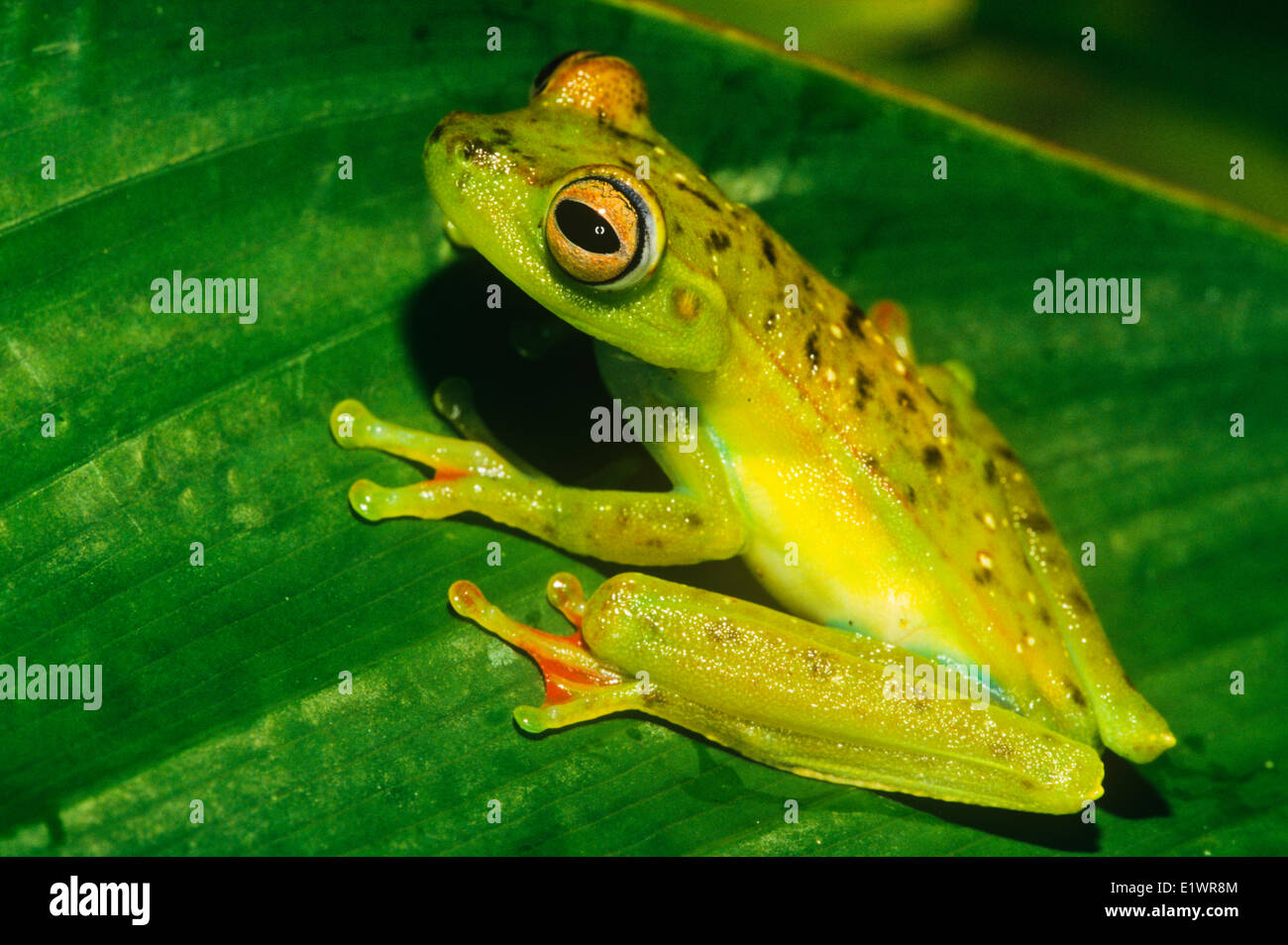 Agalychnis annae, Golden-eyed, amphibien, Hylidés, arbre, grenouilles, Costa Rica, Amphibia, grenouilles, crapauds, Anura, Rainforest Banque D'Images