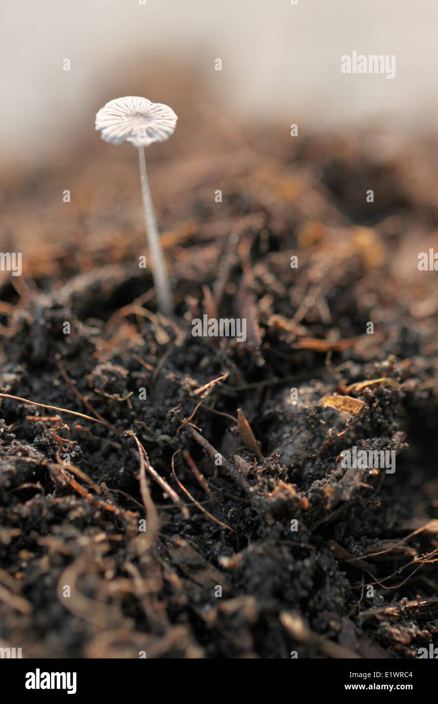 Petits champignons sur la masse dans le style macro. Banque D'Images