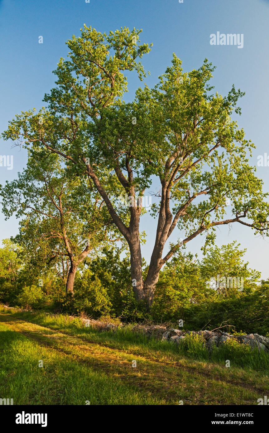 De peuplier deltoïde (Populus deltoides). Sur le lac Érié, la forêt carolinienne du sud de la rive. Magee Marsh, l'Ohio. USA. Banque D'Images