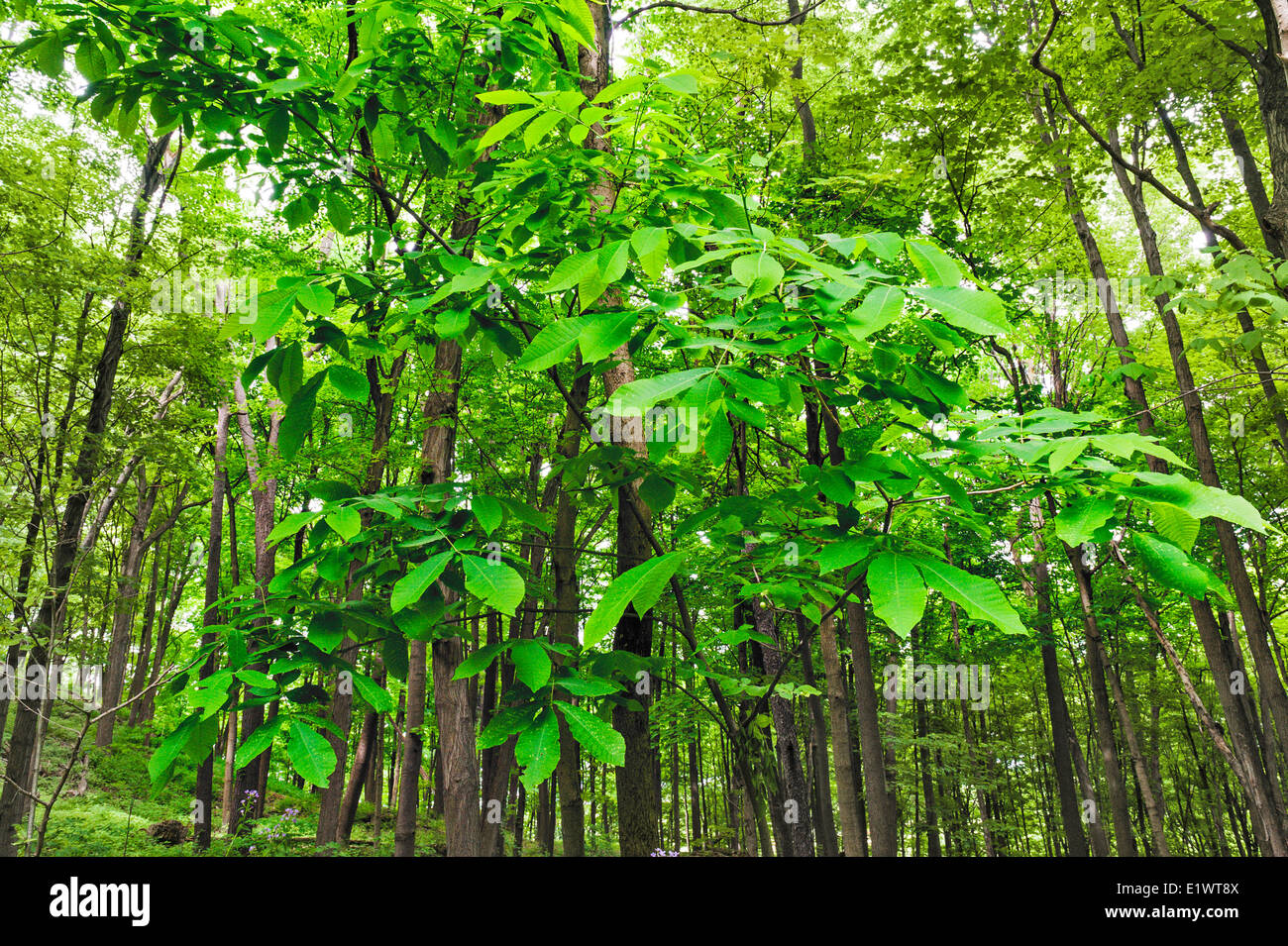 Sylmar tree ( Asimina triloba ). Dans la forêt carolinienne de l'Escarpement du Niagara. Woodend de conservation dans la région de Niagara de verdure Banque D'Images