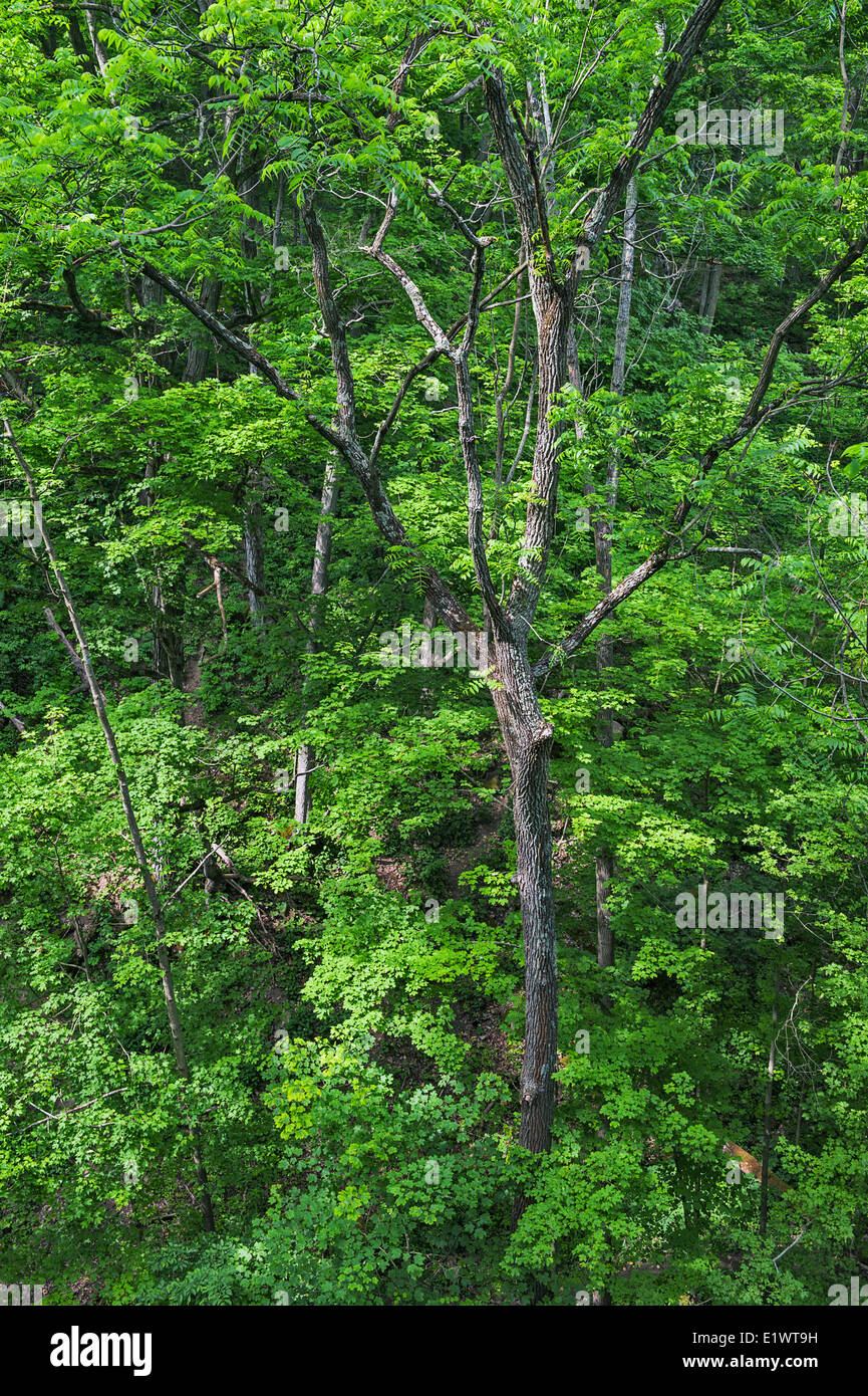 Le noyer noir (Juglans nigra). La forêt carolinienne dans la région de Niagara. Short Hills Provincial Park, Ontario. Le Canada. Banque D'Images