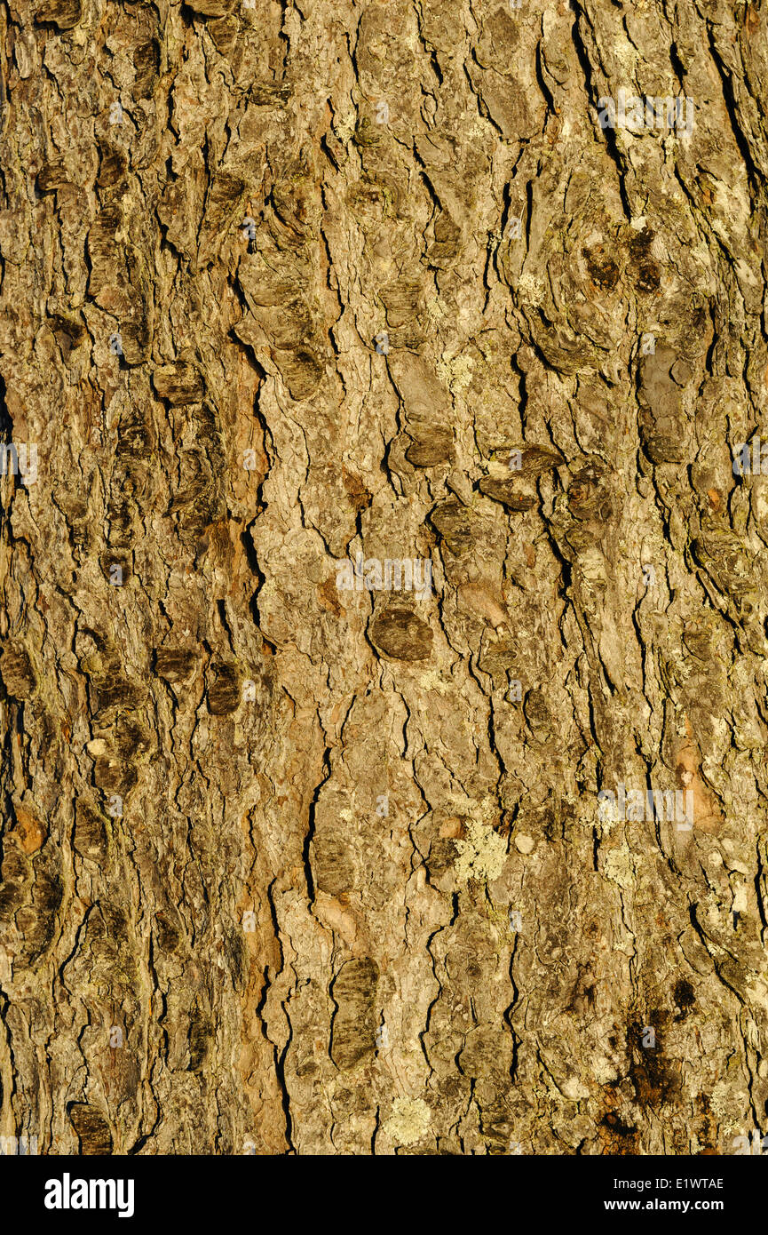 Tronc de l'arbre de l'Épinette rouge (Picea rubens). La Nouvelle-Écosse, Canada. Banque D'Images