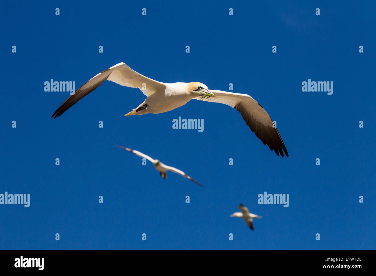 L'ile de bonaventure et son parc Banque de photographies et d’images à