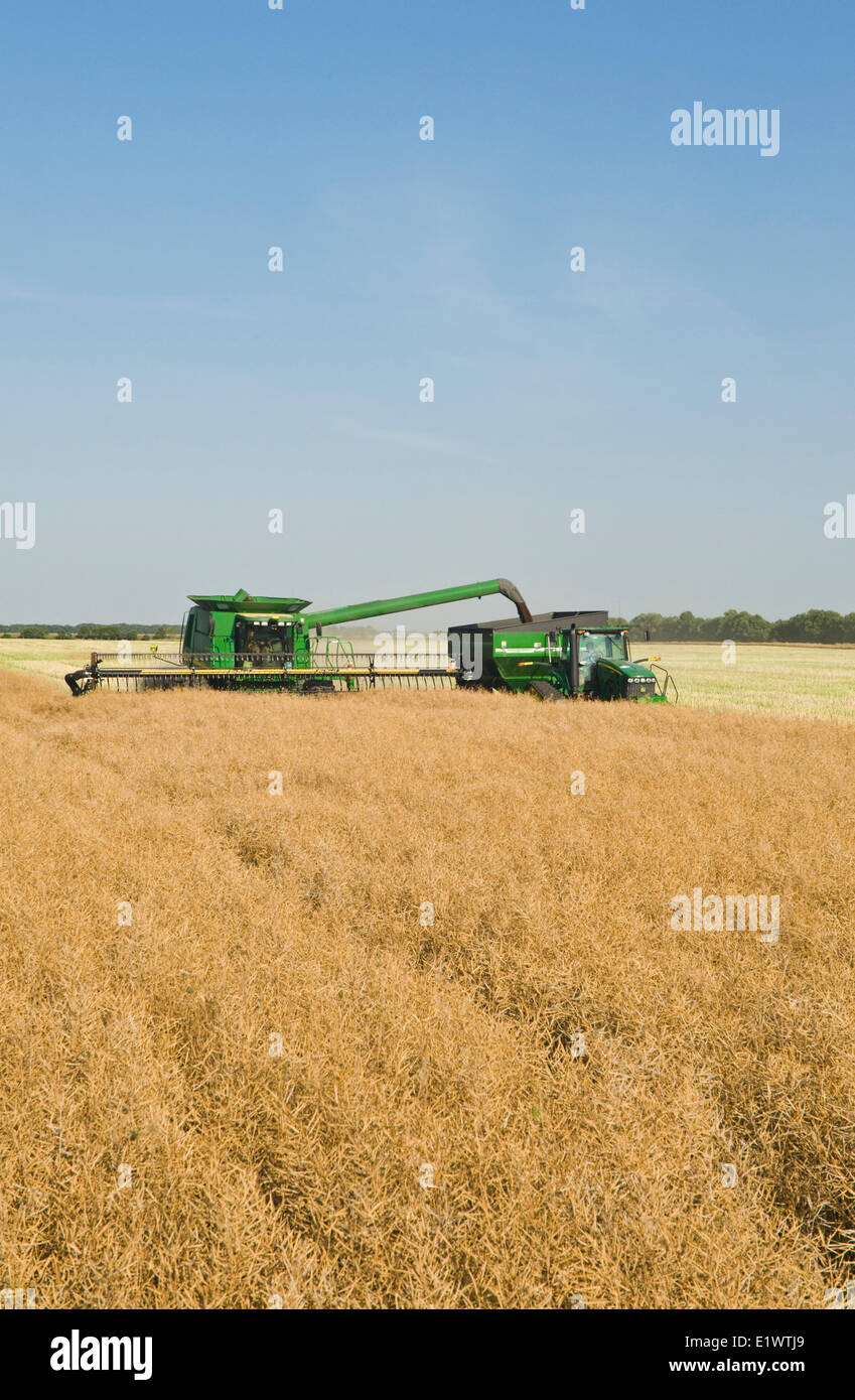 Une moissonneuse-batteuse des coupes droites un champ de canola permanent pendant la récolte, près de Niverville, au Manitoba, Canada Banque D'Images