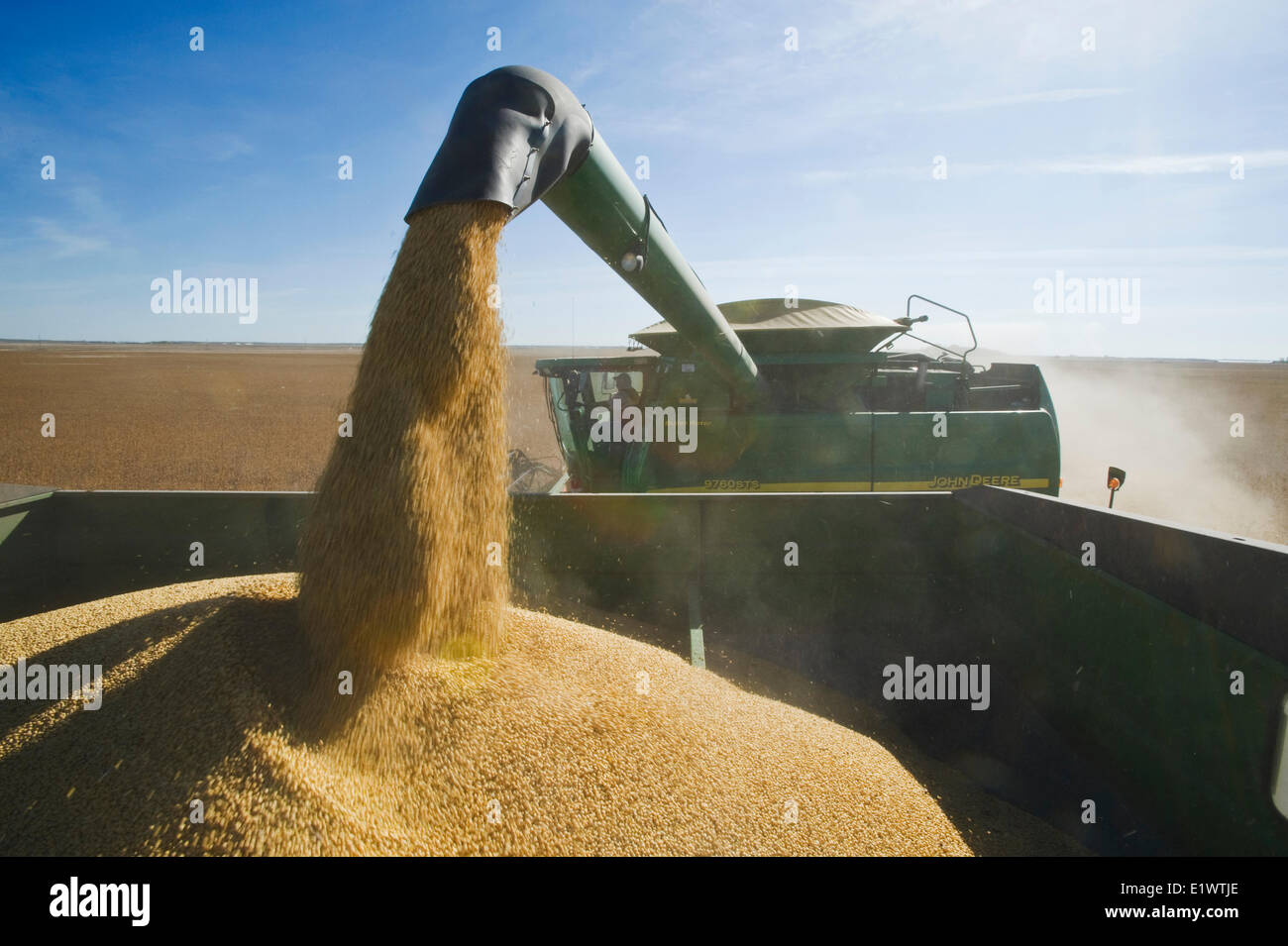 Une moissonneuse-batteuse de déchargements soja dans un wagon de grain sur le rendez-vous pendant la récolte, près de Niverville, au Manitoba, Canada Banque D'Images