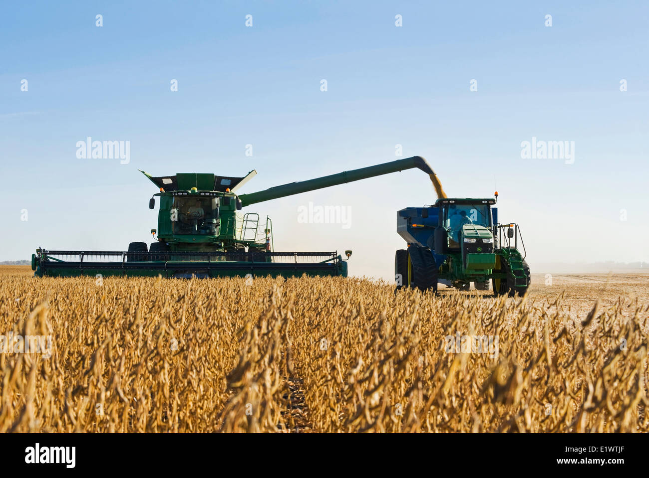 Une moissonneuse-batteuse de déchargements soja dans un wagon de grain sur le rendez-vous pendant la récolte, près de Niverville, au Manitoba, Canada Banque D'Images