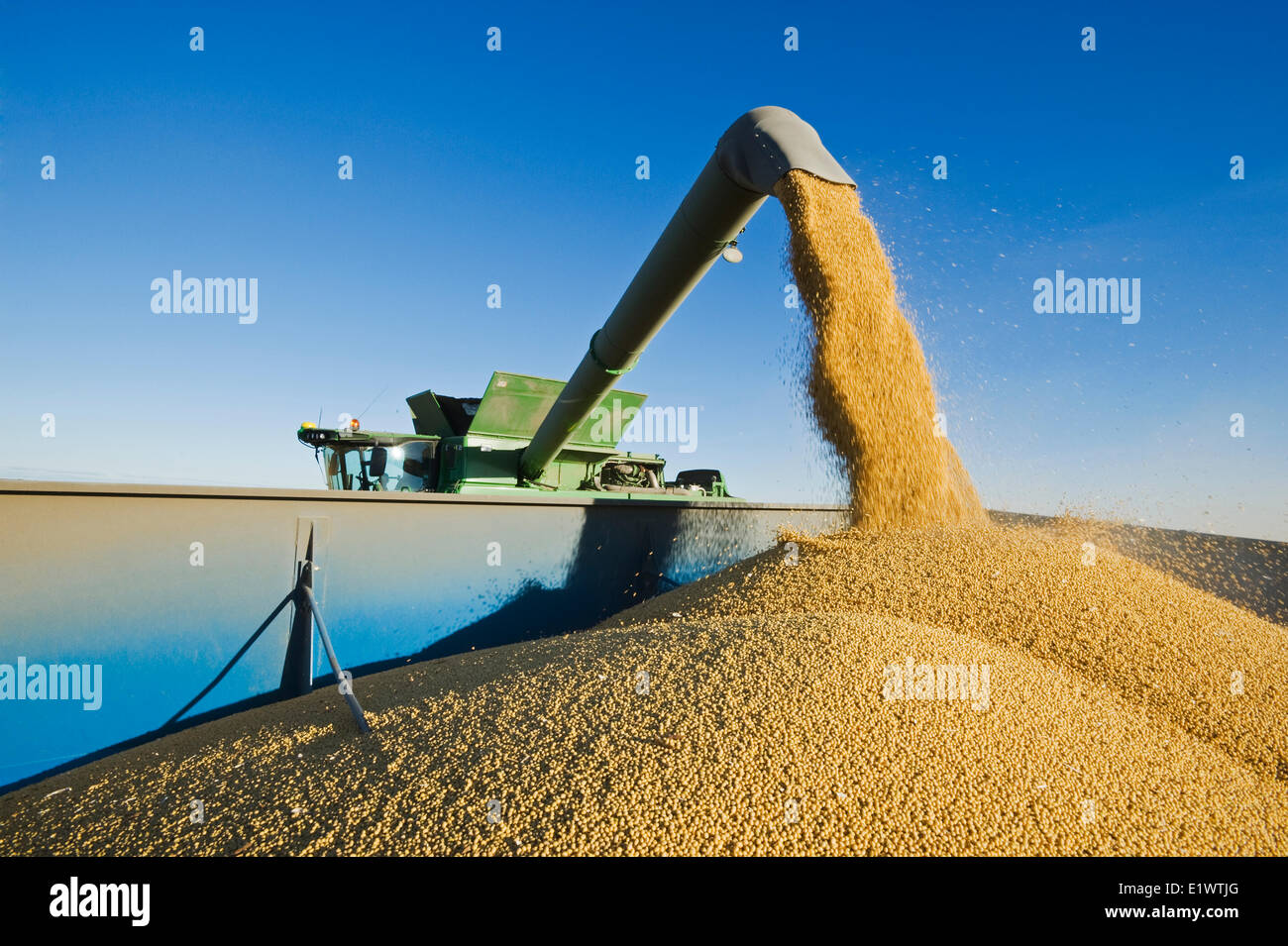 Une moissonneuse-batteuse de déchargements soja dans un wagon de grain sur le rendez-vous pendant la récolte, près de Niverville, au Manitoba, Canada Banque D'Images