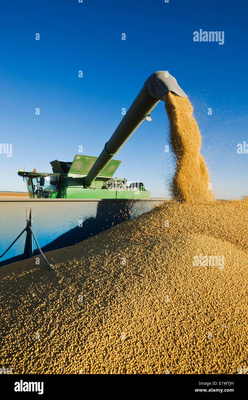 Une moissonneuse-batteuse de déchargements soja dans un wagon de grain sur le rendez-vous pendant la récolte, près de Niverville, au Manitoba, Canada Banque D'Images