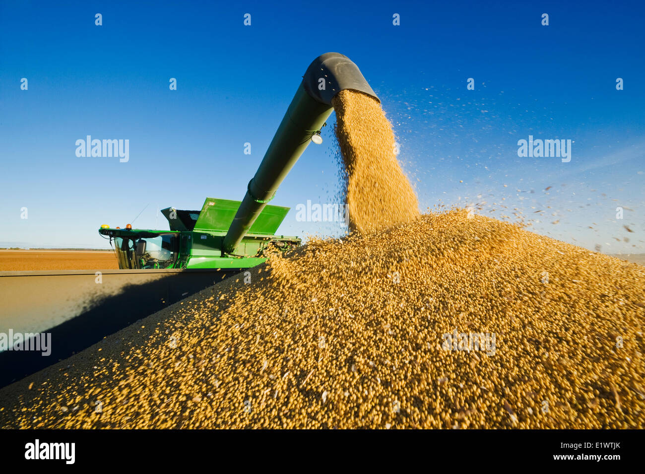 Une moissonneuse-batteuse de déchargements soja dans un wagon de grain sur le rendez-vous pendant la récolte, près de Niverville, au Manitoba, Canada Banque D'Images