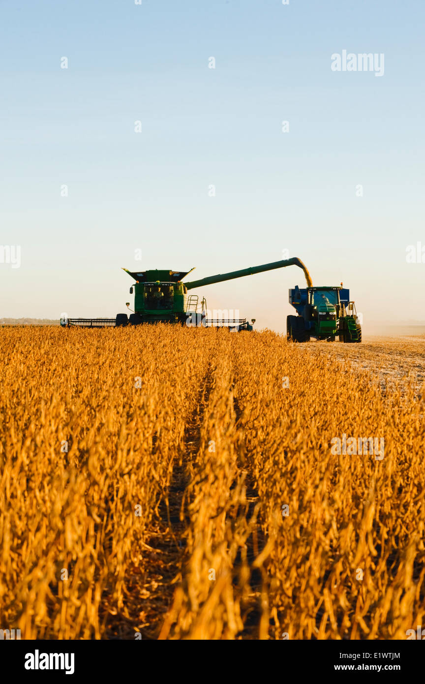 Une moissonneuse-batteuse de déchargements soja dans un wagon de grain sur le rendez-vous pendant la récolte, près de Niverville, au Manitoba, Canada Banque D'Images