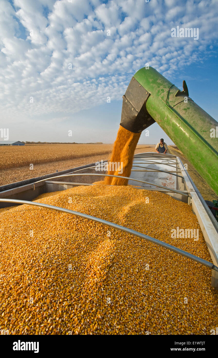 Un wagon de grain se jette dans un camion agricole, au cours de l'alimentation, de maïs (maïs-grain) la récolte, près de Niverville, au Manitoba, Canada Banque D'Images