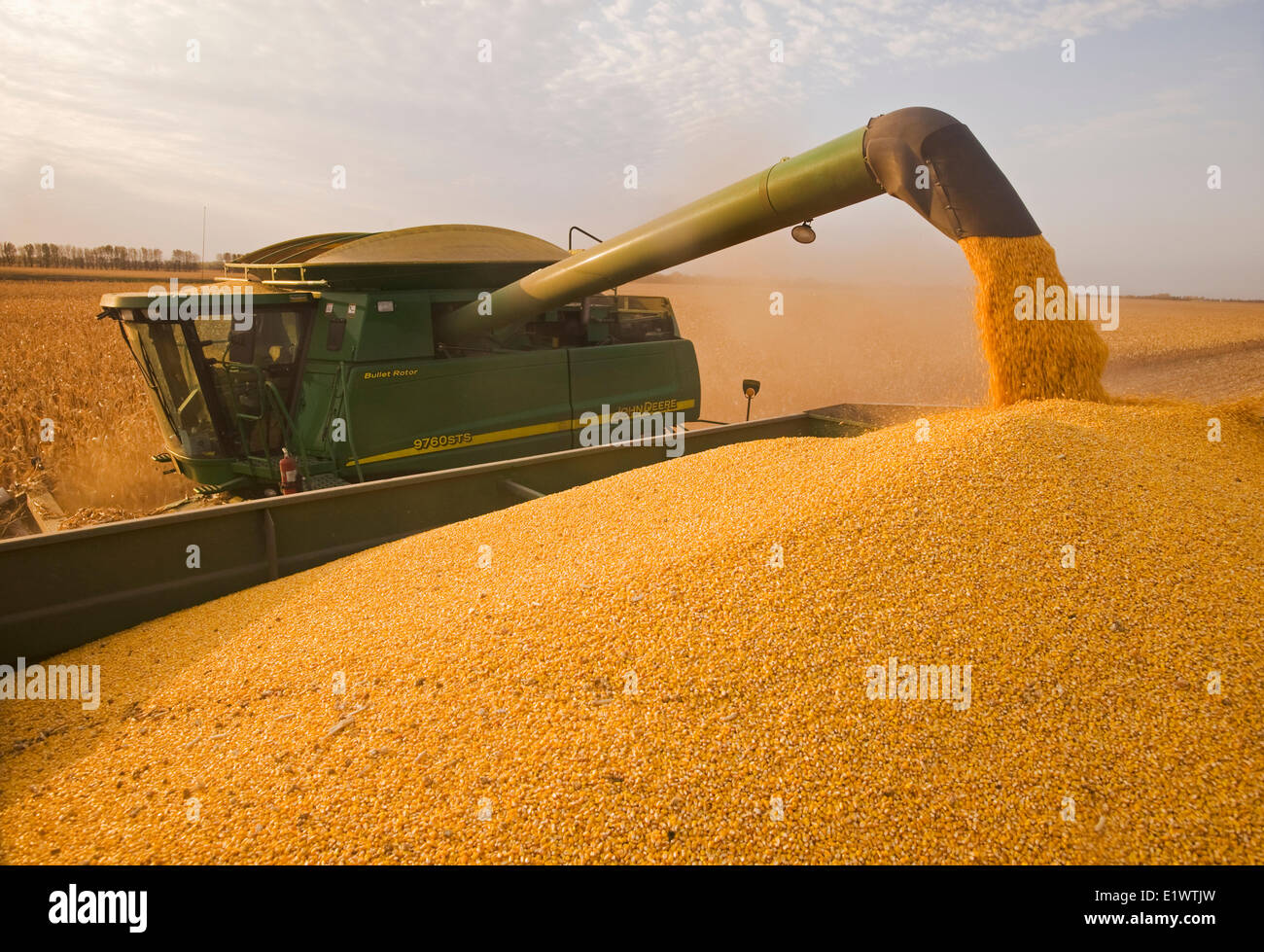 Une moissonneuse-batteuse se jette dans un wagon de grain sur le rendez-vous, au cours de nourrir, de maïs (maïs-grain) la récolte, près de Niverville, au Manitoba, Canada Banque D'Images