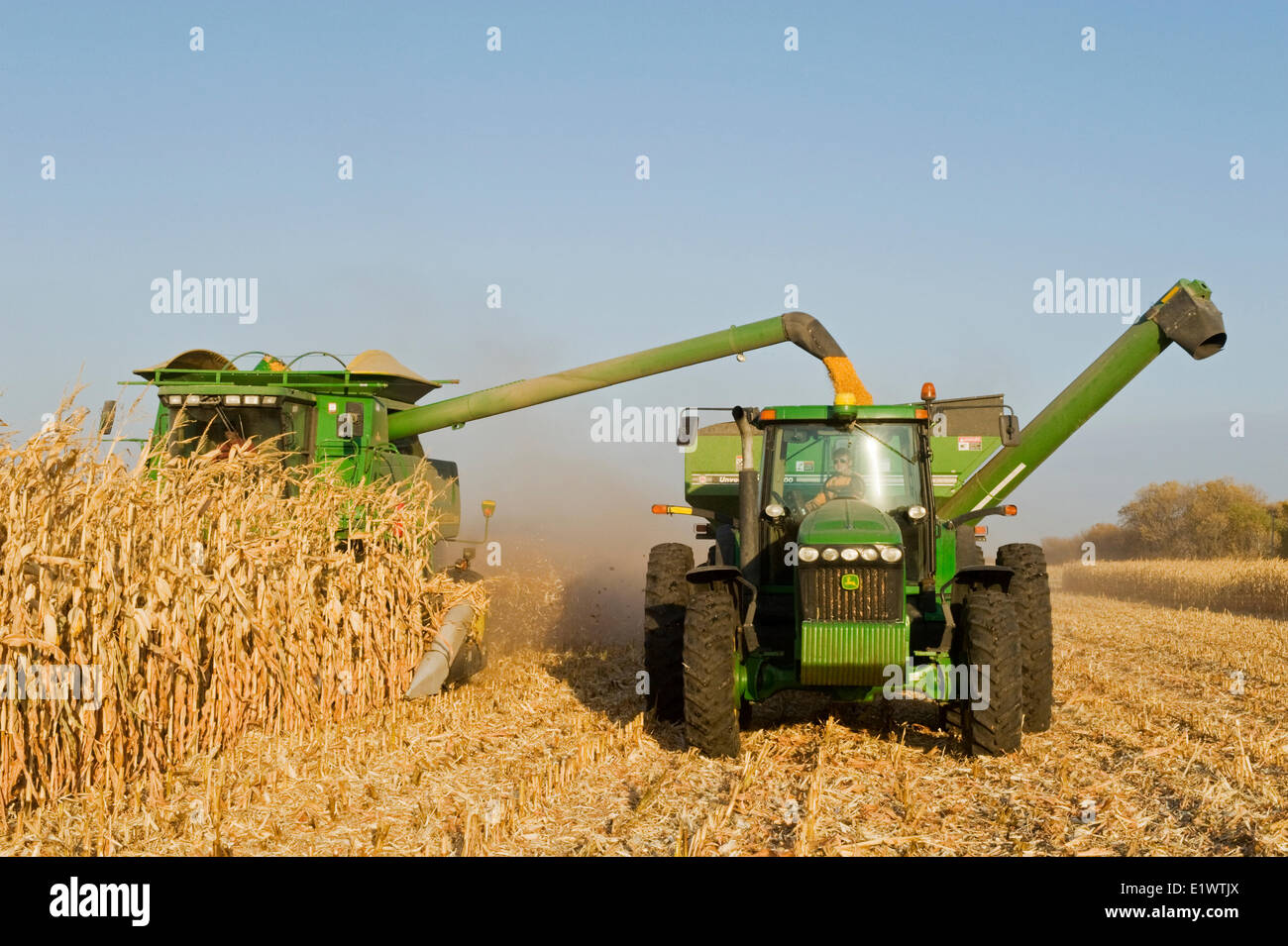 Une moissonneuse-batteuse se jette dans un wagon de grain sur le rendez-vous, au cours de l'alimentation, de maïs (maïs-grain) la récolte, près de Niverville, au Manitoba, Canada Banque D'Images