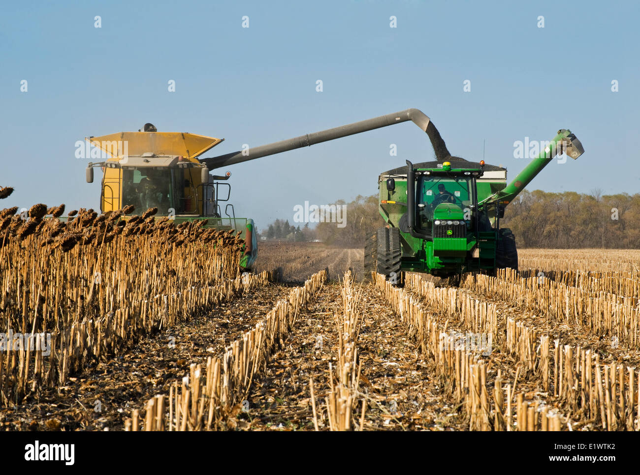 Une moissonneuse-batteuse se jette dans un wagon de grain sur le rendez-vous pendant la récolte de tournesol huile de retour, près de Dugald (Manitoba), Canada Banque D'Images