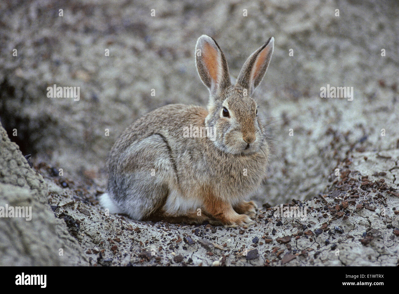 Lapin de Nuttall (Sylvilagus nuttallii) (montagne) Lapin lapin adulte. Actif tôt le matin à tard le soir. Pas un Banque D'Images