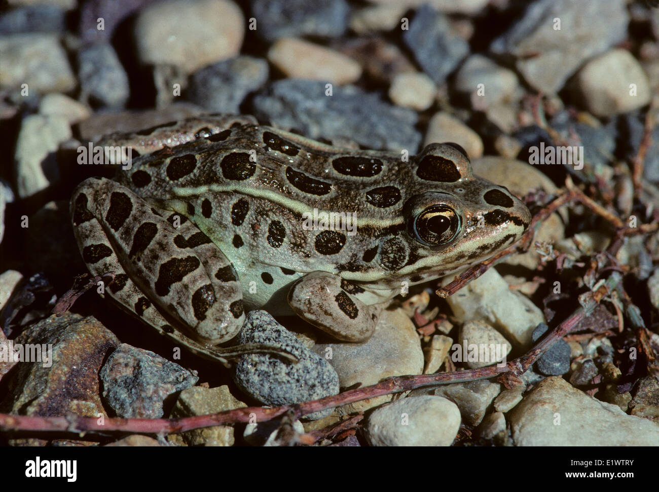 Le nord de Leopard (Lithobates pipiens Grenouille adulte) est une espèce d'assez grande taille 11 cm (4,3 po) de long. Mange grillons vole vers Banque D'Images