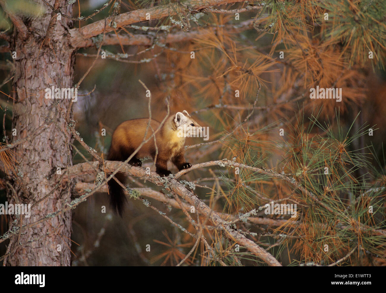 La martre (Martes martes) des profils principalement actifs la nuit et le crépuscule vivant dans les zones boisées bien. Régime alimentaire est composé de petits mammifères Oiseaux Banque D'Images