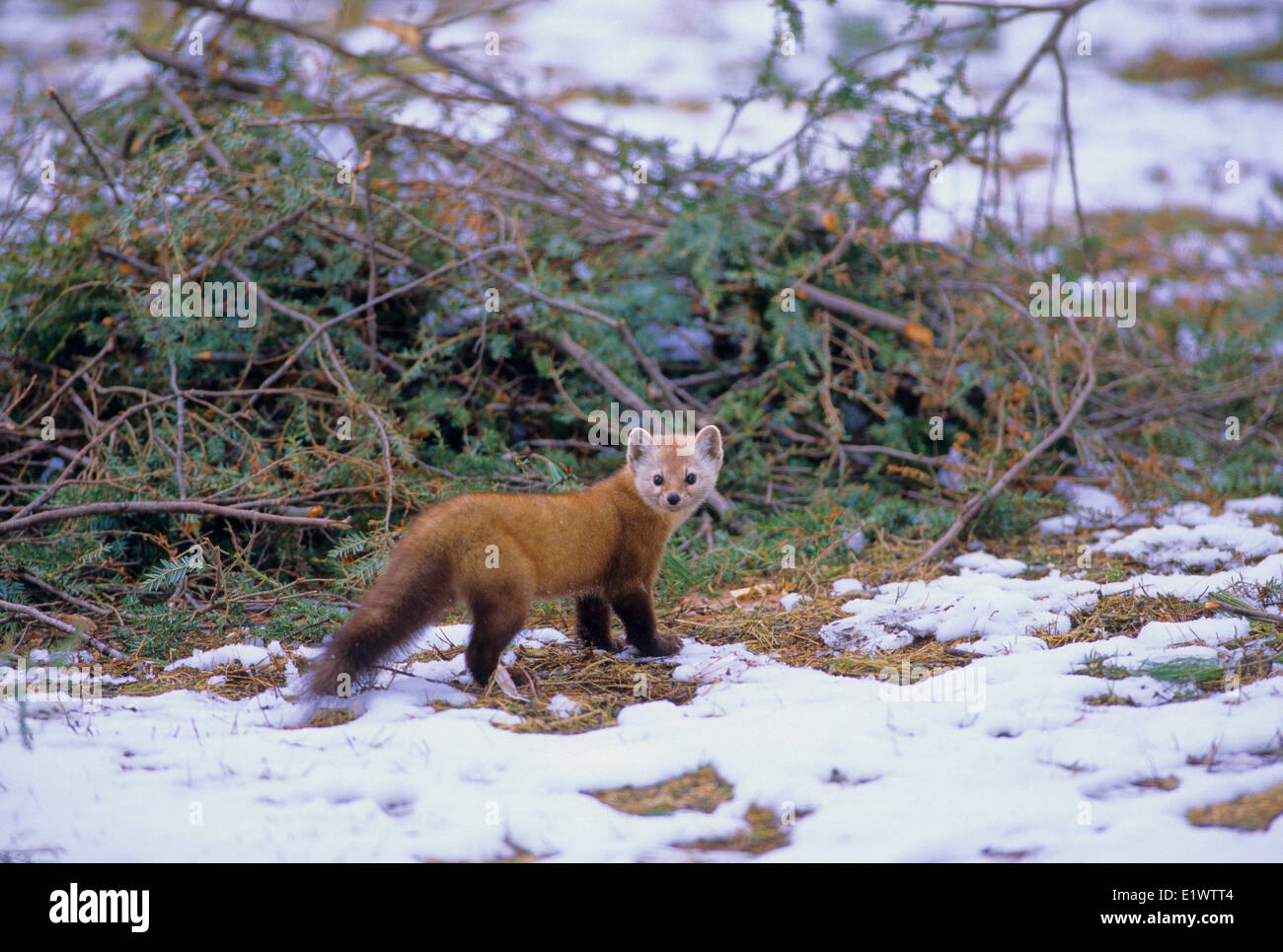 La martre (Martes martes) des profils principalement actifs la nuit et le crépuscule vivant dans les zones boisées bien. Régime alimentaire est composé de petits mammifères Oiseaux Banque D'Images