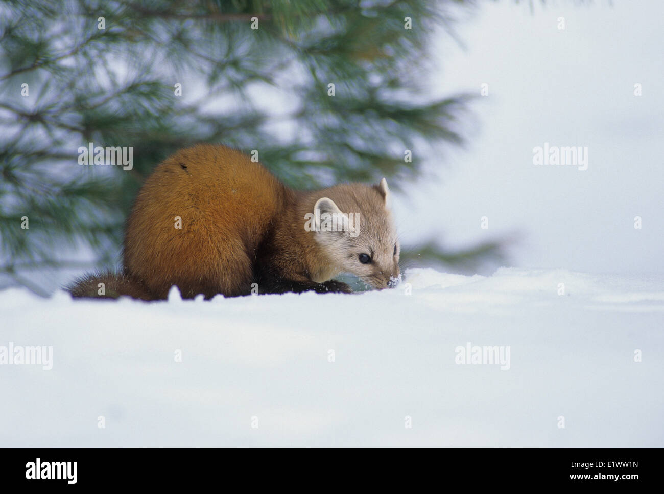 La martre (Martes martes) des profils principalement actifs la nuit et le crépuscule vivant dans les zones boisées bien. Régime alimentaire est composé de petits mammifères Oiseaux Banque D'Images