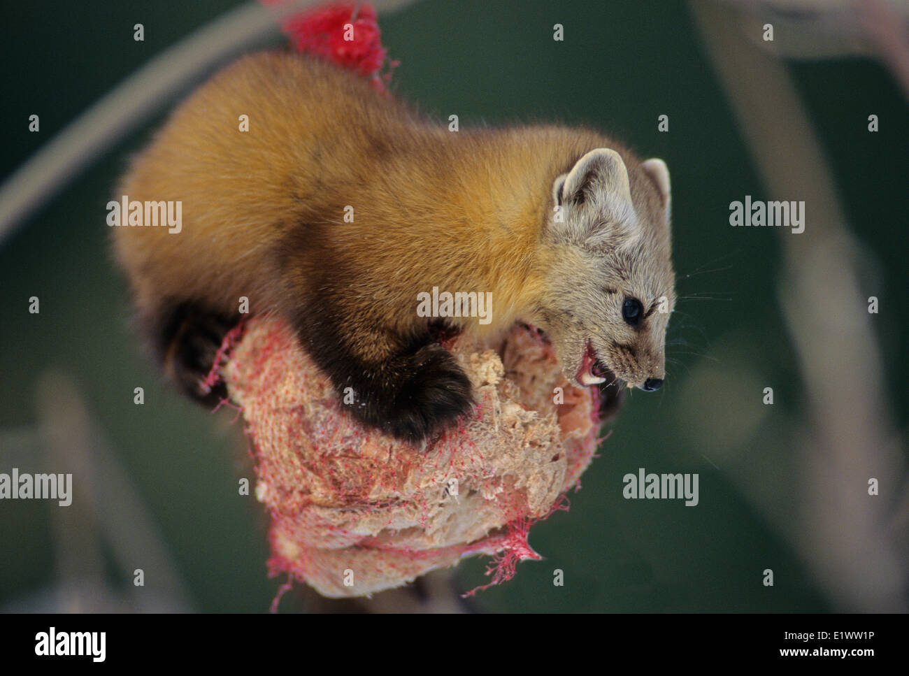 La martre (Martes martes) adulte à suet chargeur pour les oiseaux. Un opportuniste qui se nourrit de petits mammifères Oiseaux Banque D'Images