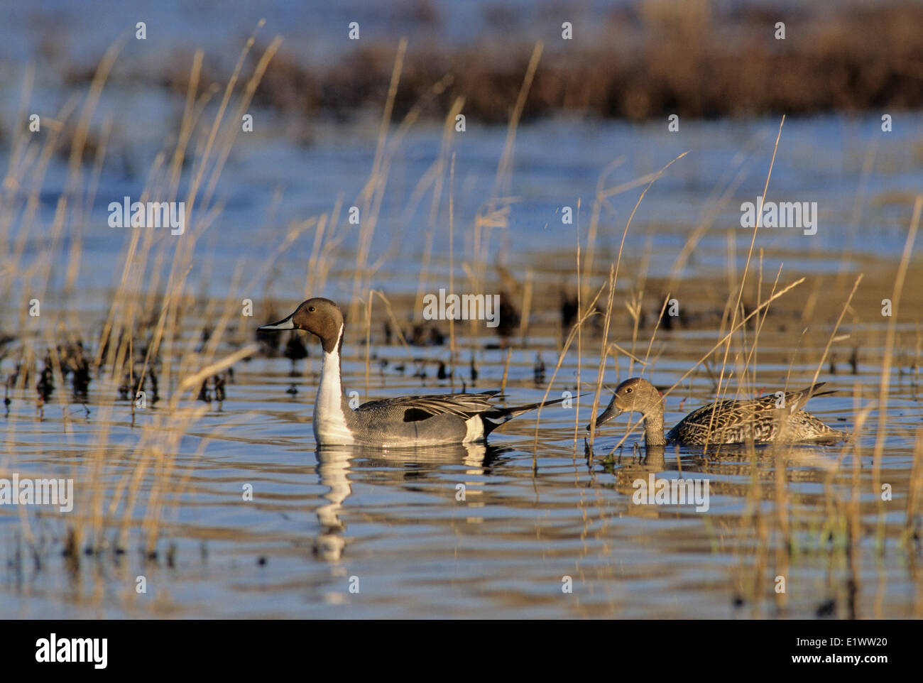 Le Canard pilet (anus acuta) mâles et femelles adultes. Préférez les zones humides et niche au sol. Il se nourrit par les pour les plantes. Banque D'Images