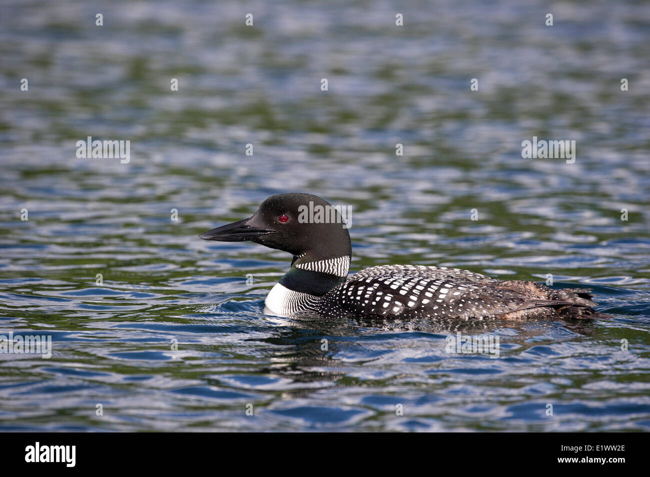 Plongeon huard (Gavia immer) adulte est un spécialiste du mangeur de poissons attraper ses proies sous l'eau. A besoin d'une longue distance pour prendre de l'élan Banque D'Images