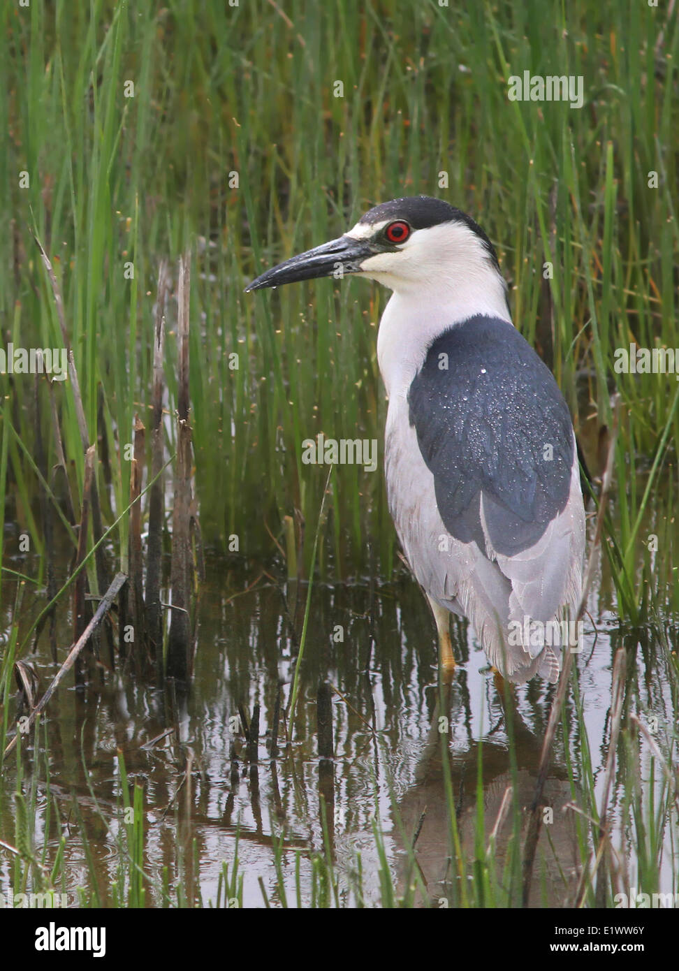 Un Bihoreau gris Nycticorax nycticorax ,dans un marais près de Greenwater Lake, Saskatchewan Banque D'Images