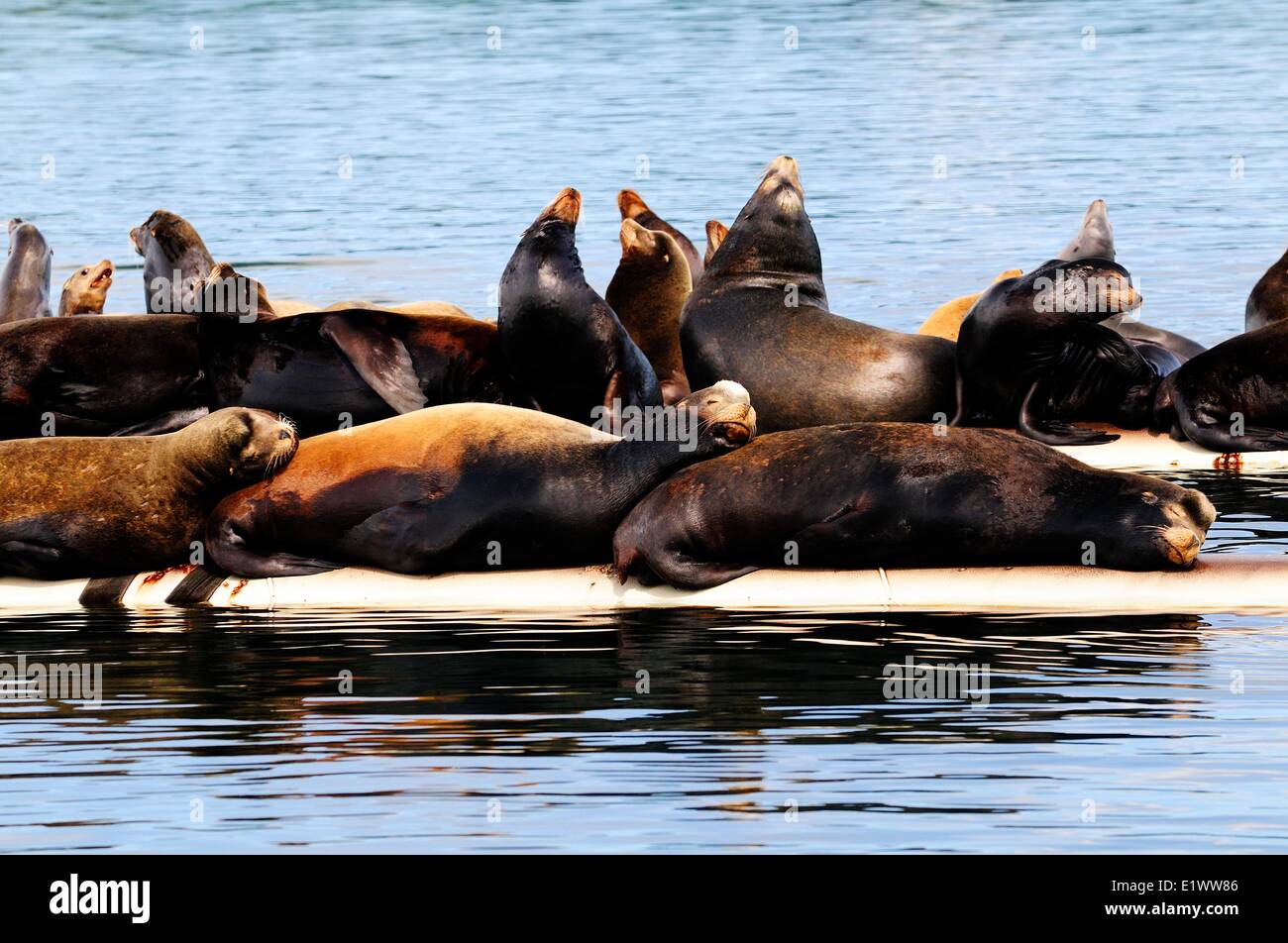 L'otarie de Steller au soleil sur un quai près de Fanny Bay, BC, Canada Banque D'Images