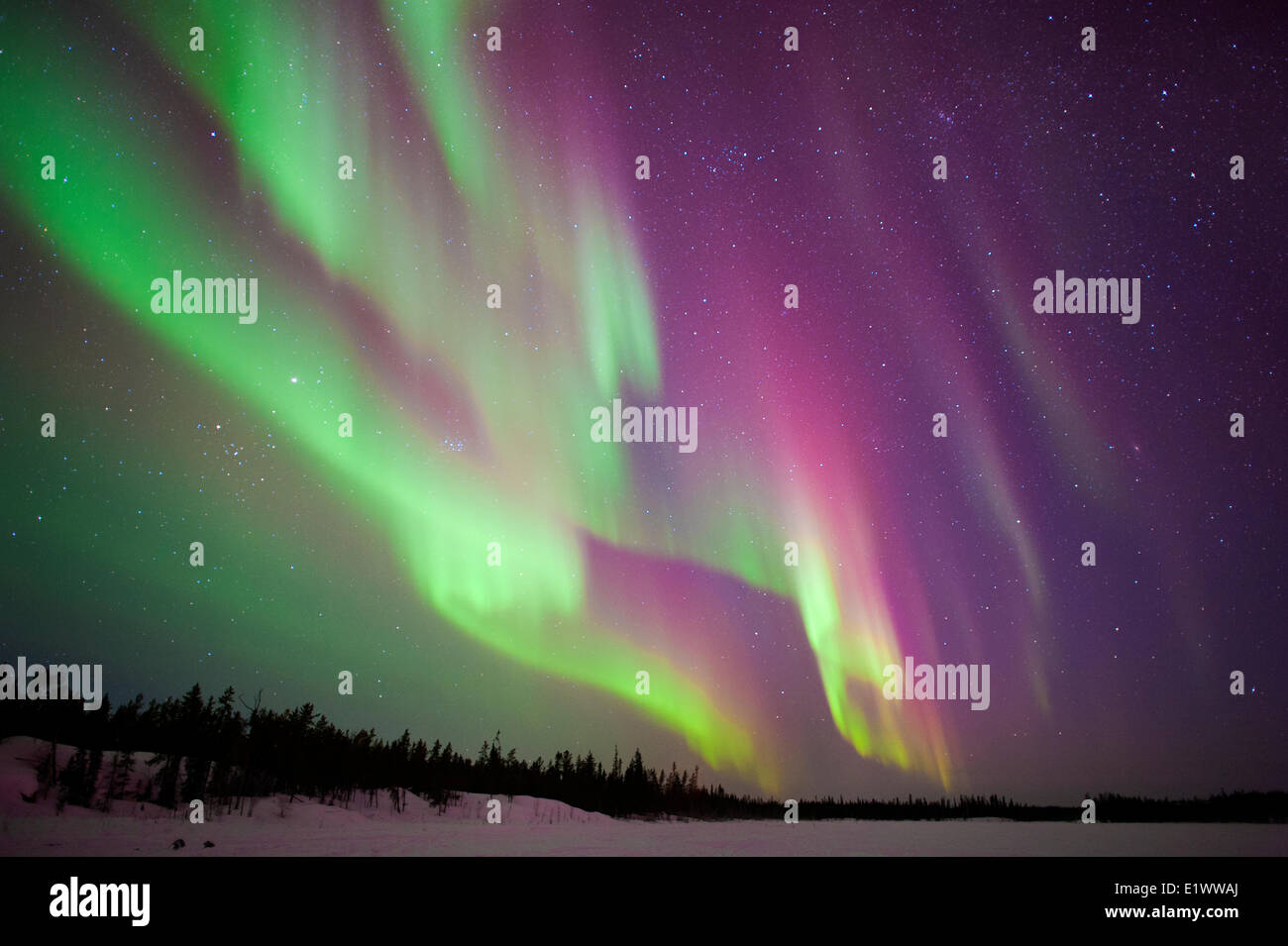 Aurore boréale, forêt boréale, environs de Yellowknife, T.N.-O., Canada Banque D'Images