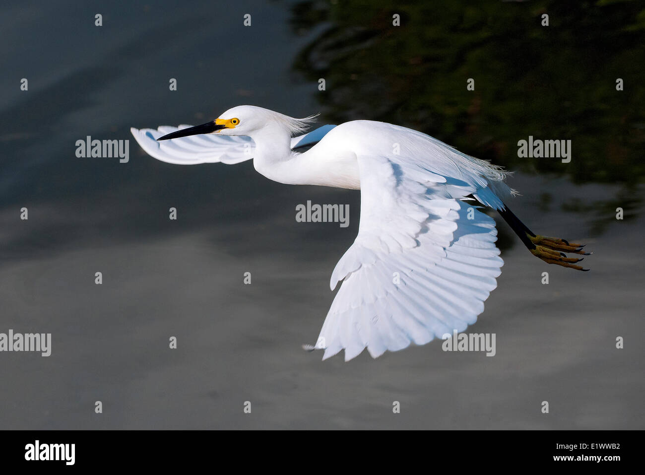 Des profils aigrette neigeuse (Egretta thula), le sud de la Floride, USA Banque D'Images Des profils aigrette neigeuse (Egretta thula), le sud de la Floride, USA Banque D'Images