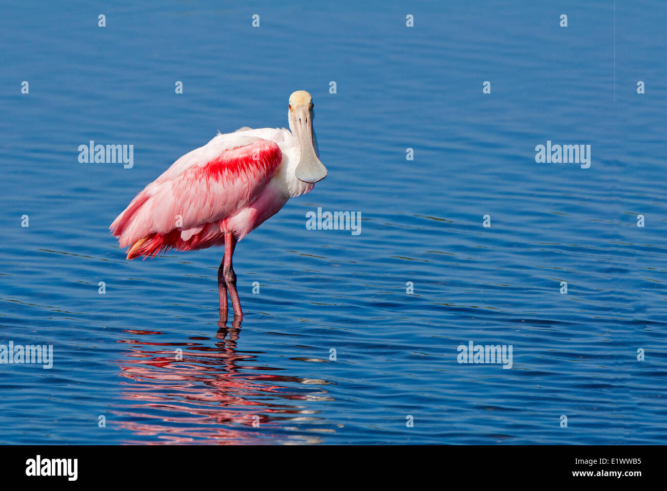Roseate spoonbill (Ajaia ajaja), le sud de la Floride, USA Banque D'Images Roseate spoonbill (Ajaia ajaja), le sud de la Floride, USA Banque D'Images