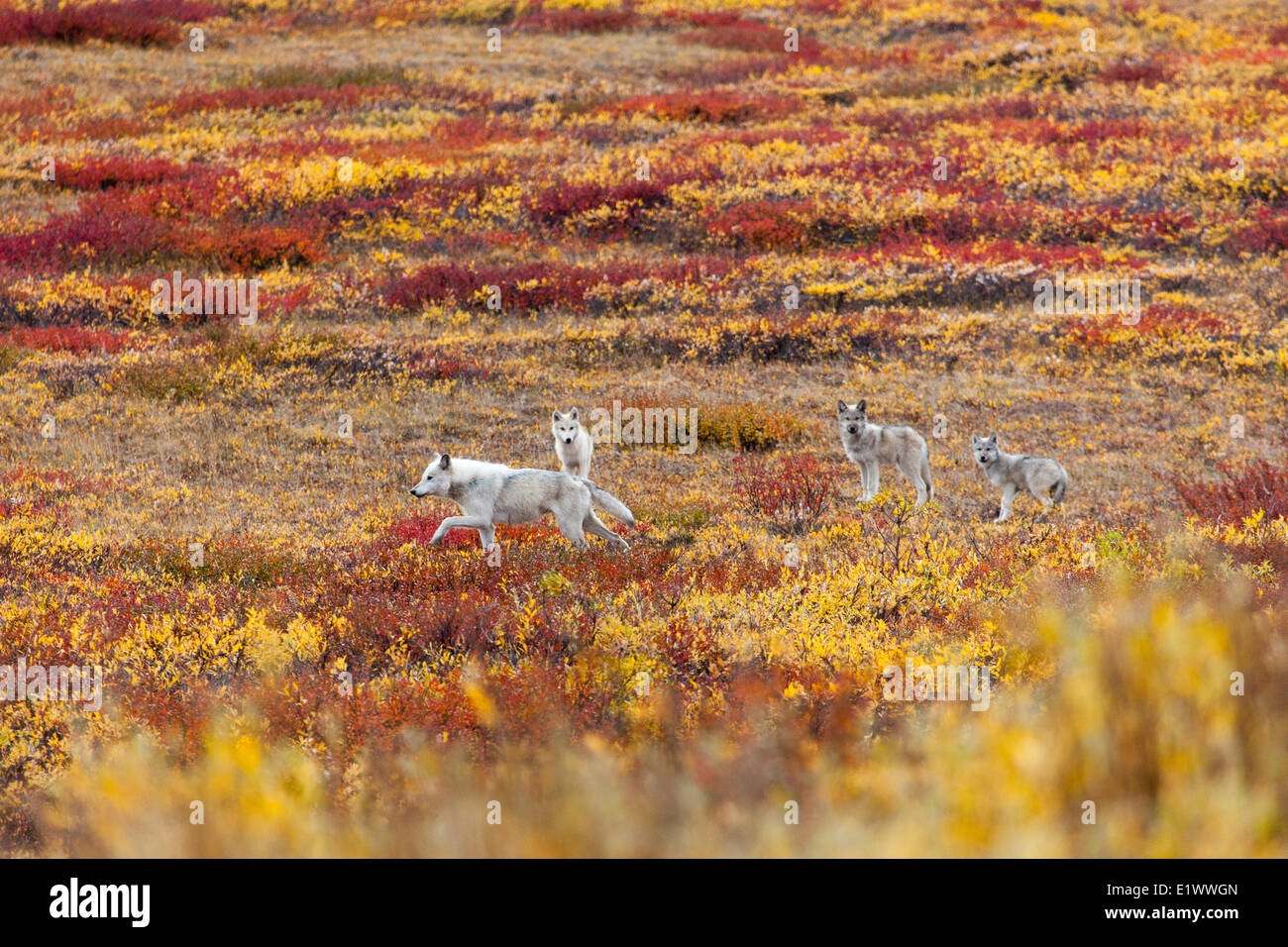 Les loups sauvages, Territoires du Nord-Ouest, Canada Banque D'Images