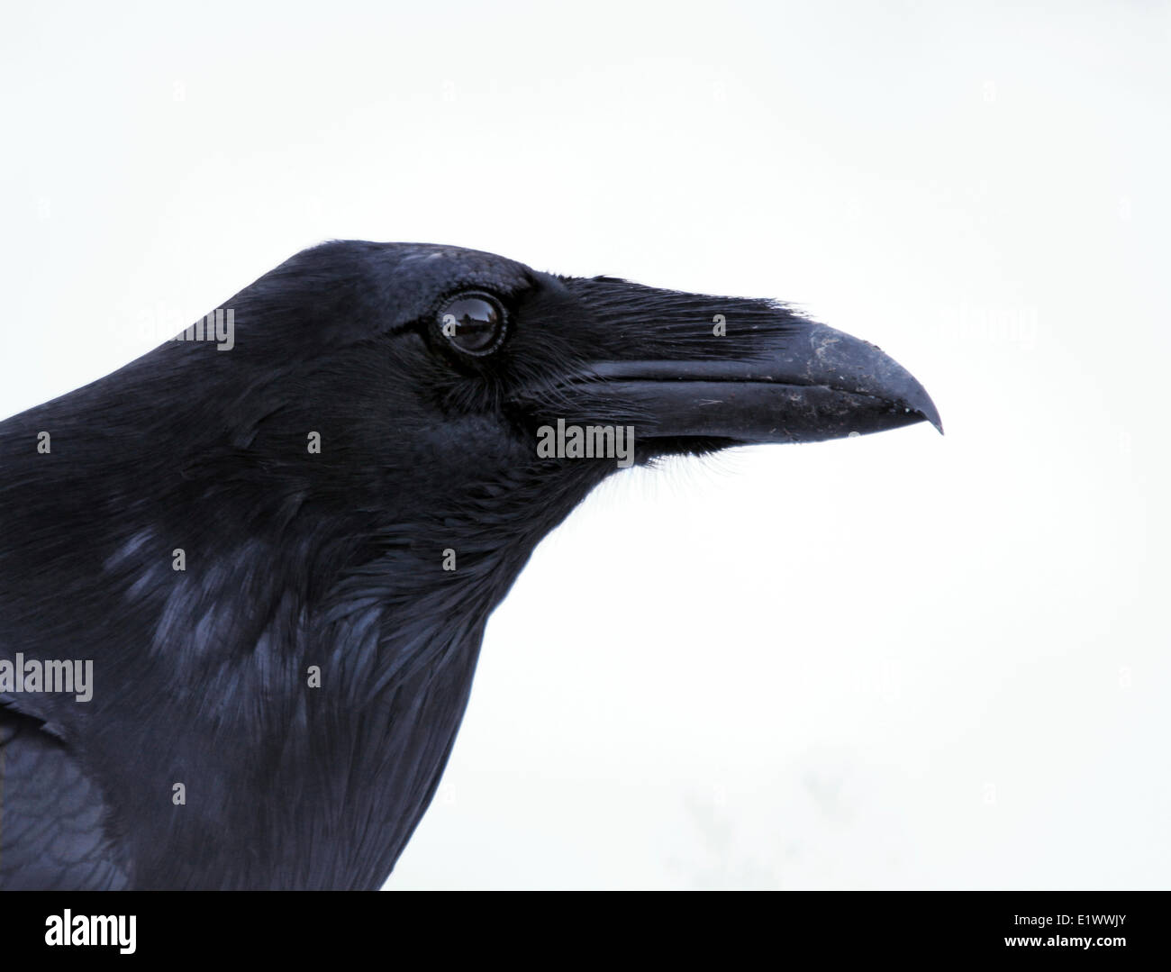 Grand Corbeau, Corvus corax, portrait, à Saskatoon, Saskatchewan, Canada Banque D'Images