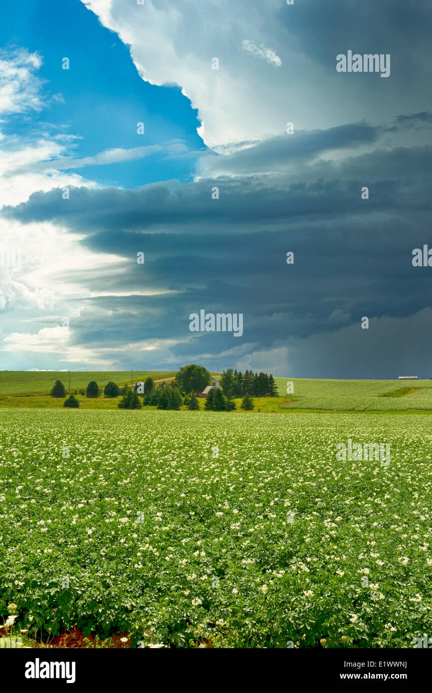 Champ de pommes de terre en fleurs, Hampton, Prince Edward Island, Canada Banque D'Images