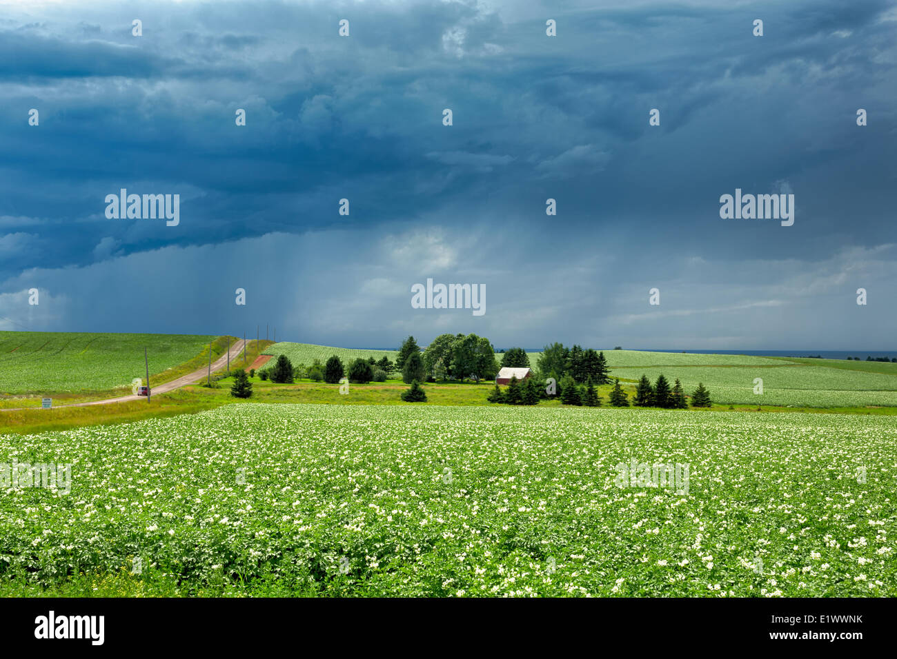 Champ de pommes de terre en fleurs, Hampton, Prince Edward Island, Canada Banque D'Images